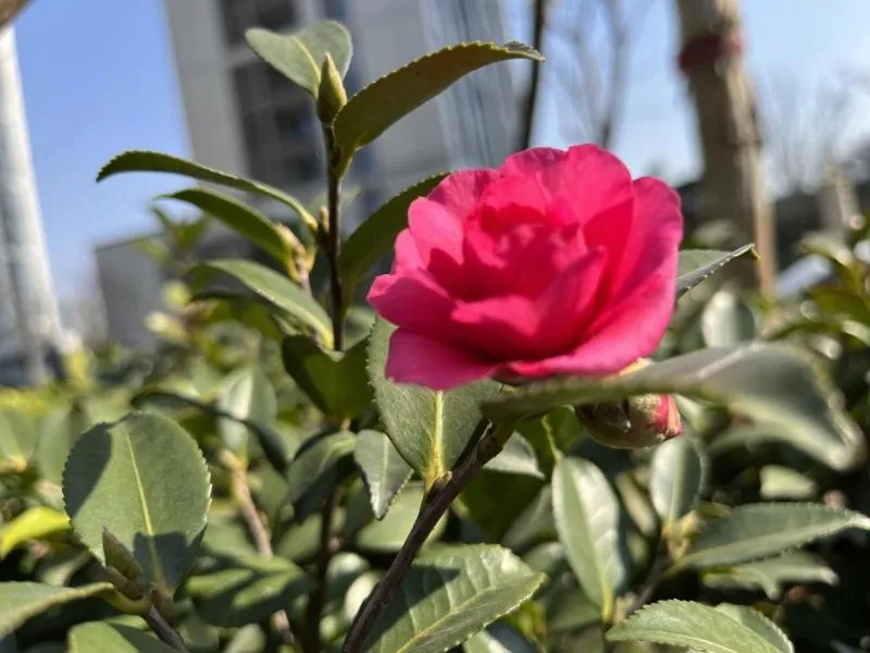 GreenTree Eastern Hotel Yiwu International Trade City