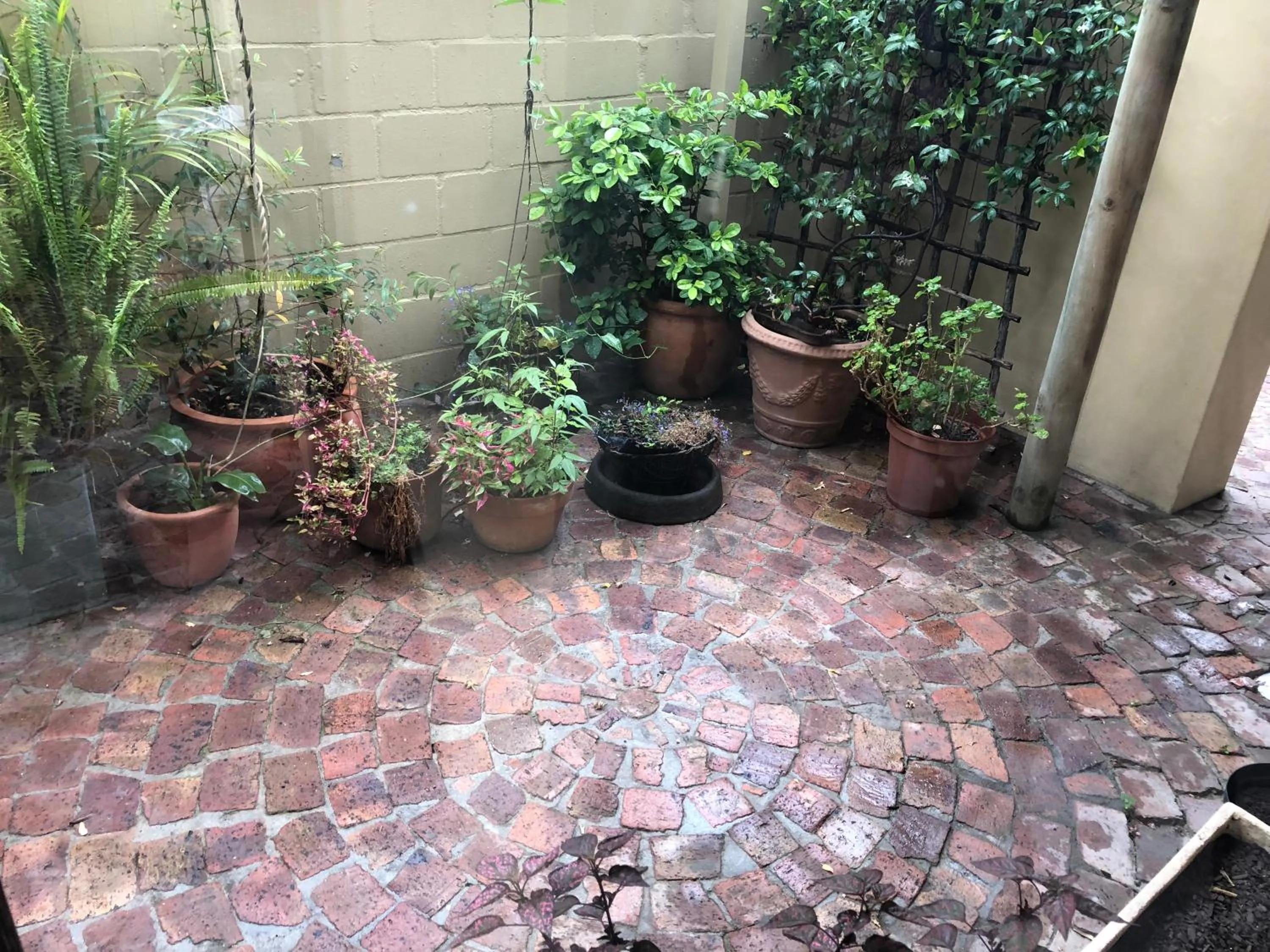 Garden in 10 Alexander B&B