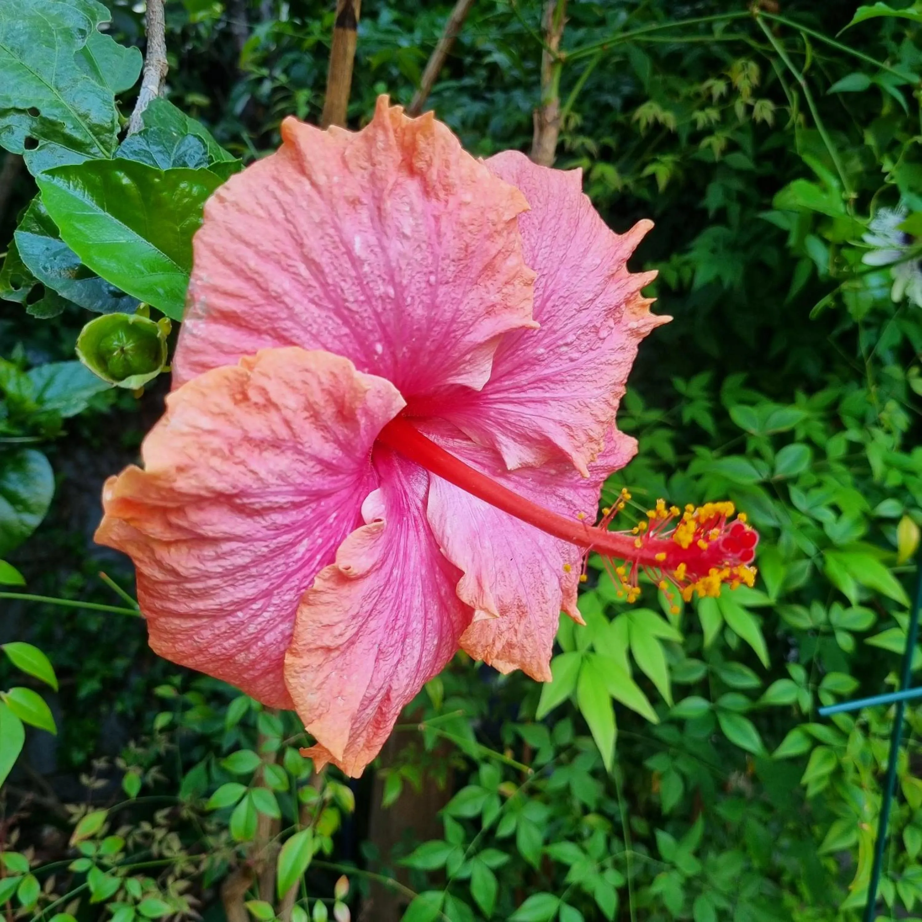 Breakfast in 10 Alexander B&B