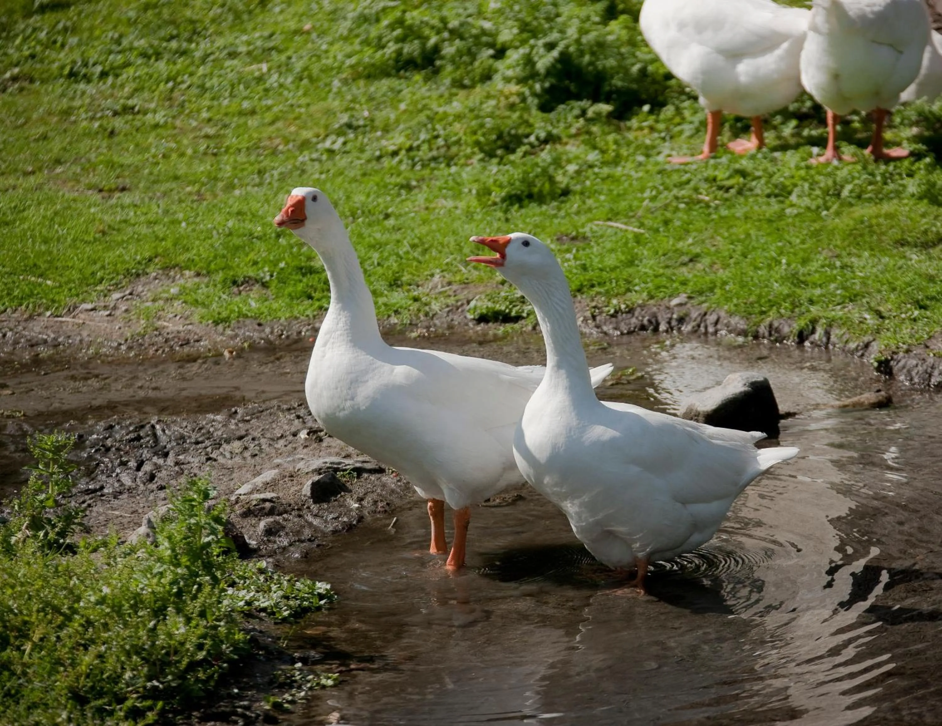 Animals in Hotel Mühlenerhof