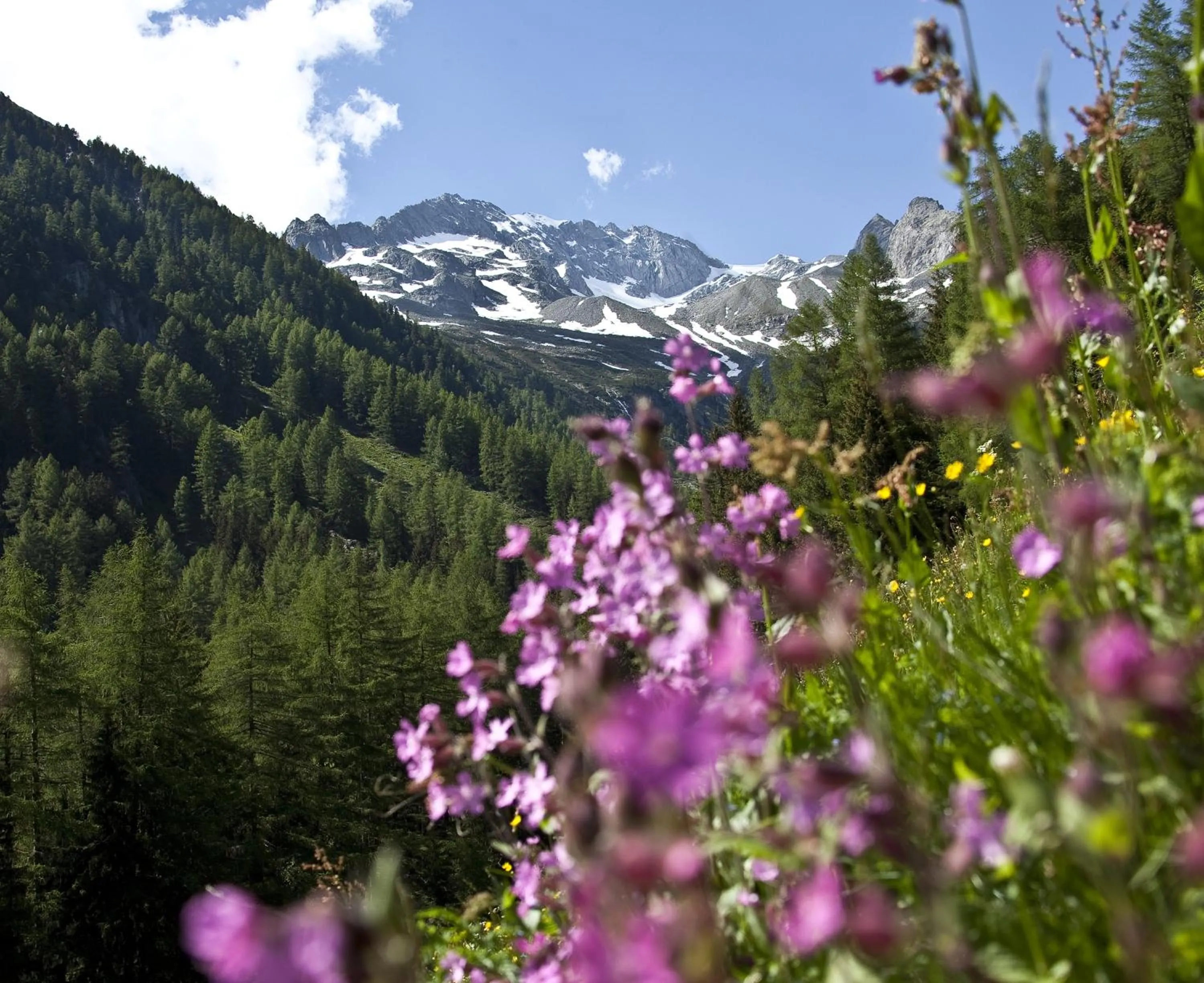 Area and facilities in Hotel Mühlenerhof