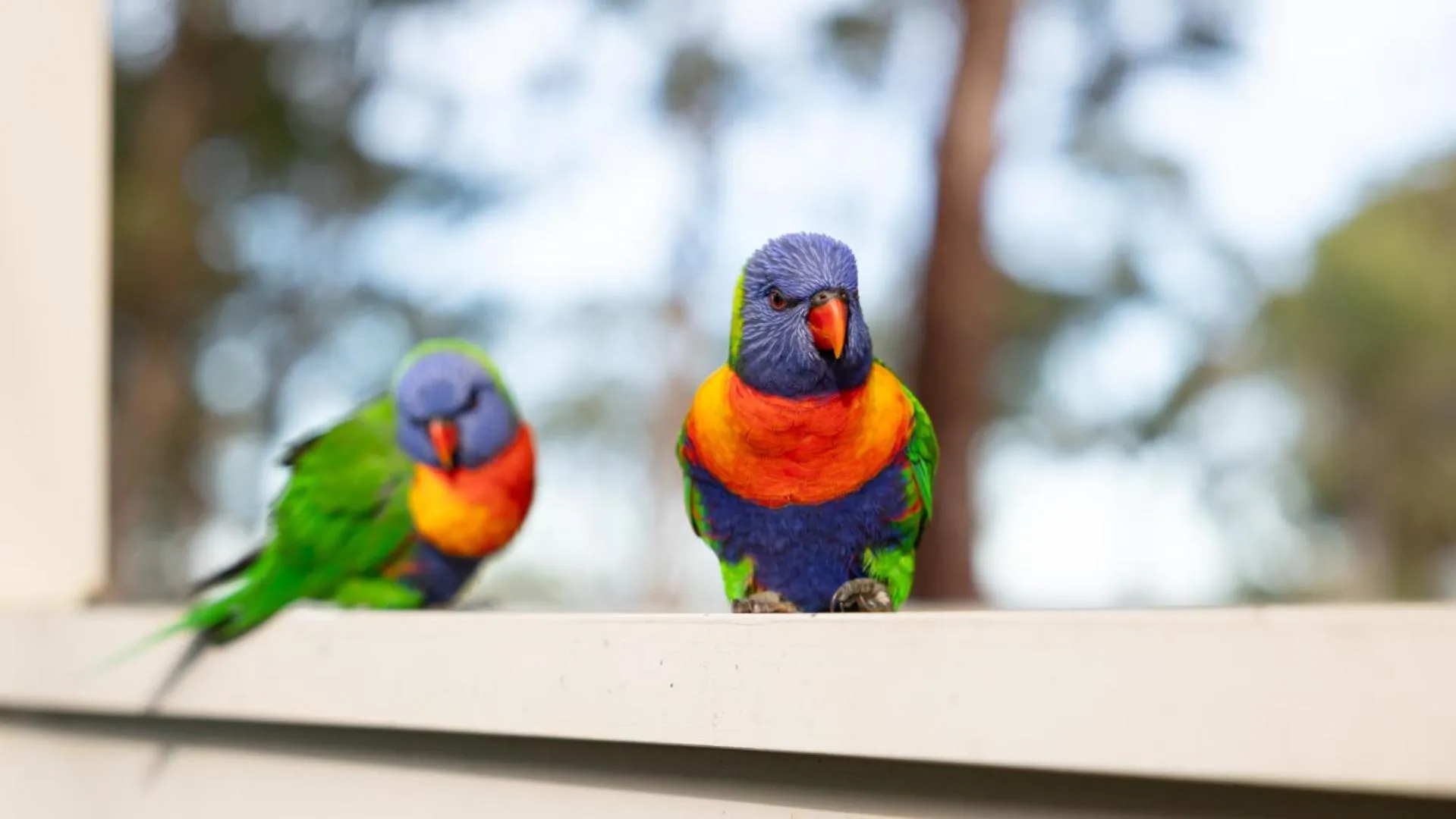 Day in Koala Shores Holiday Park