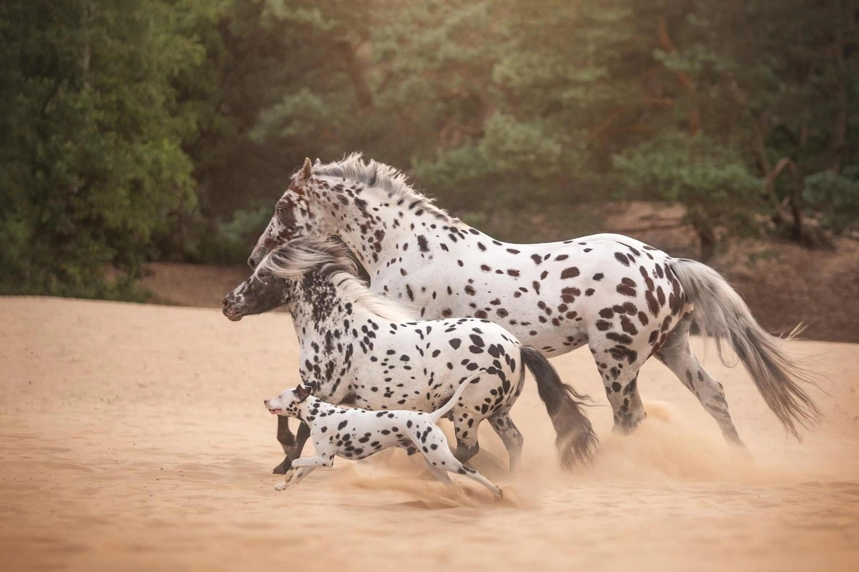 Animals in Human & Horse Hotel