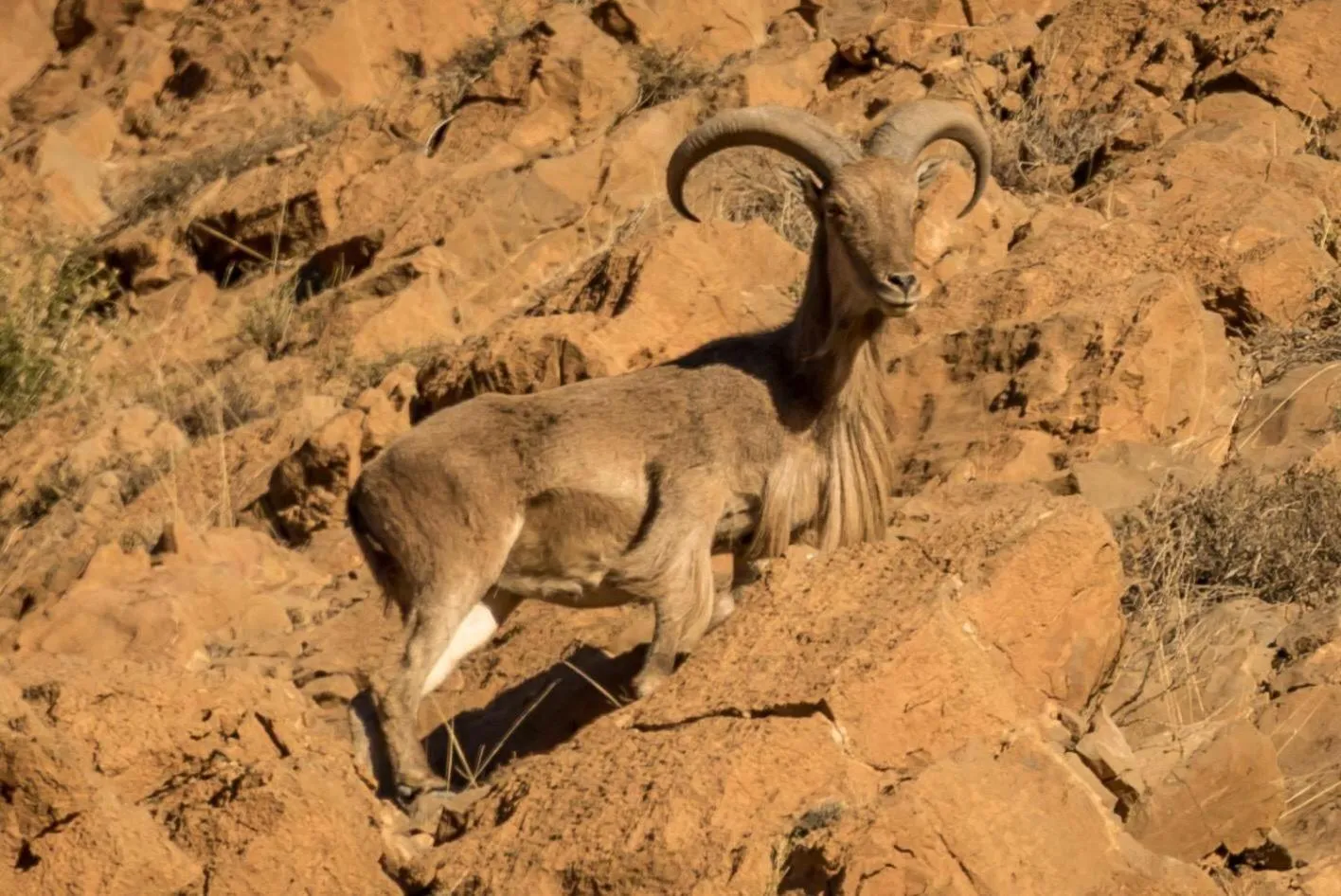 Auberge La Fibule Du Dades