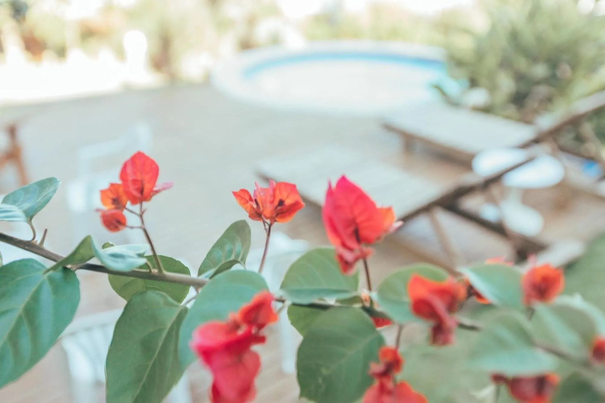 Garden in Chalés e Bangalôs Ibiraquera