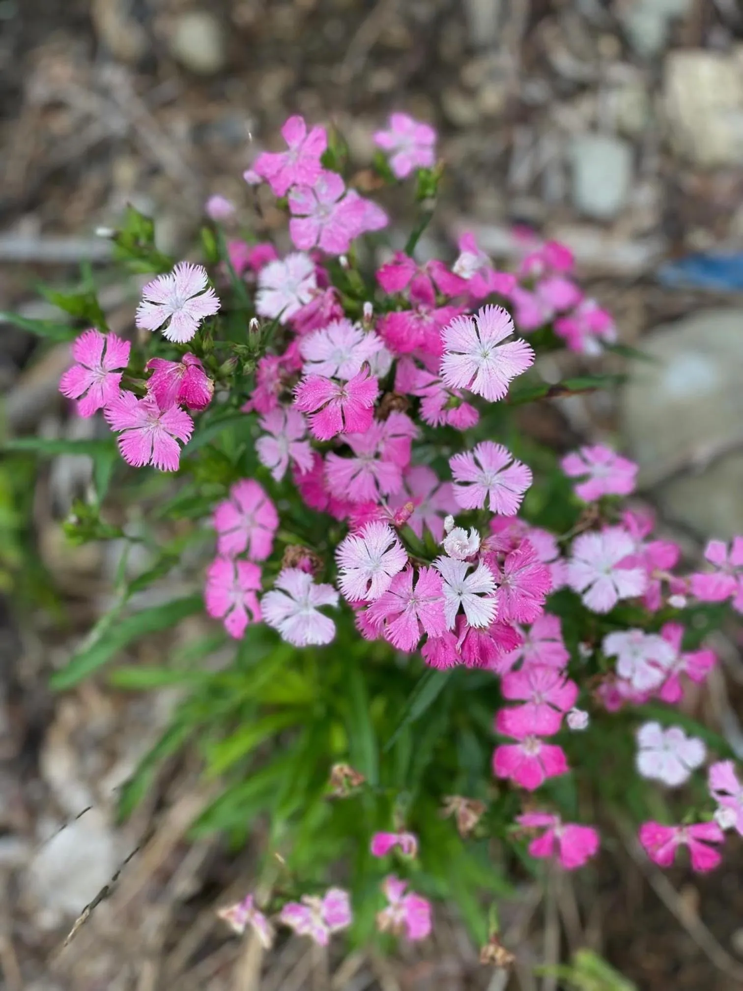 Garden in Beacon Hermitage