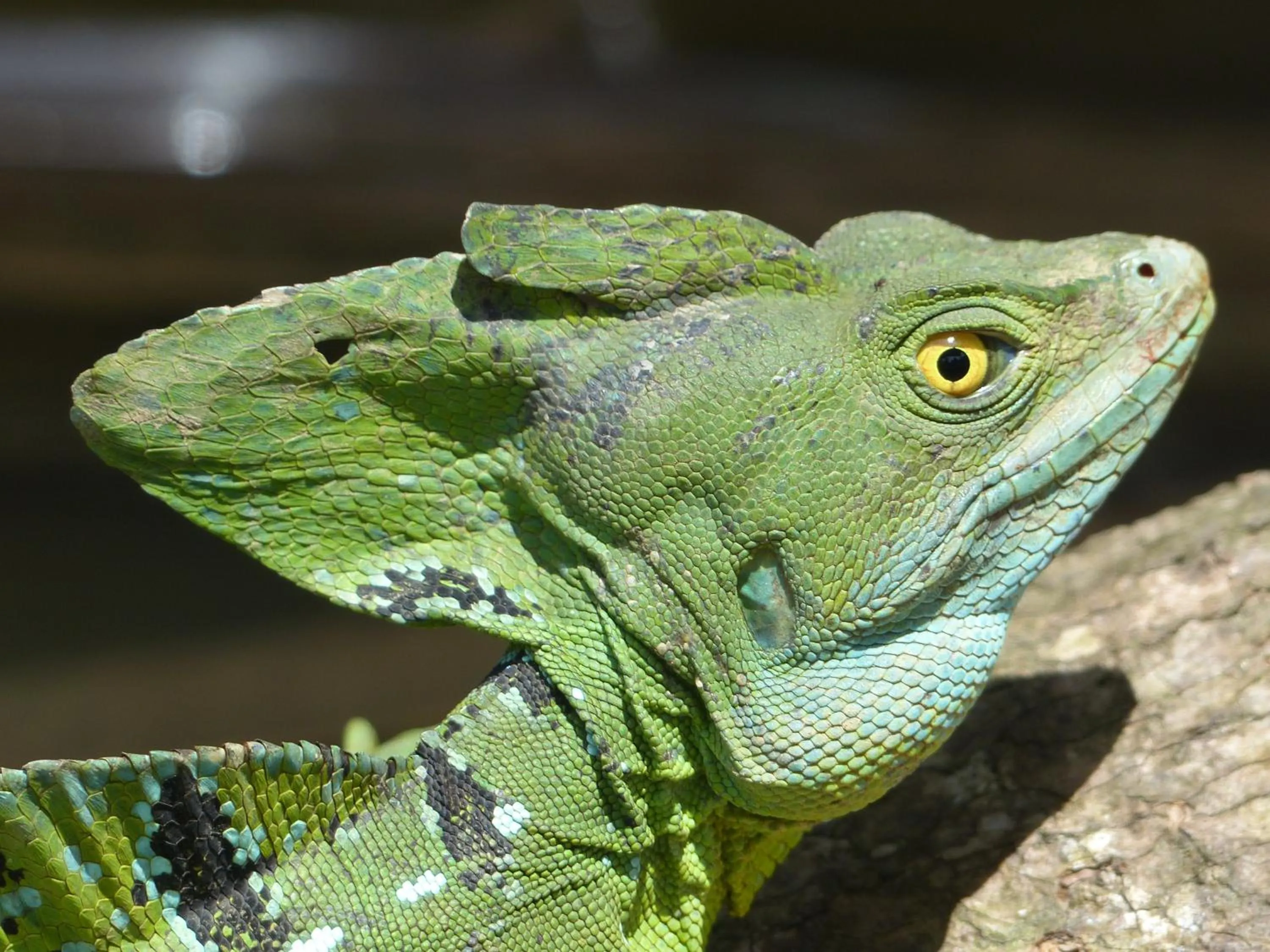 Natural landscape in Hotel El Colibri Rojo