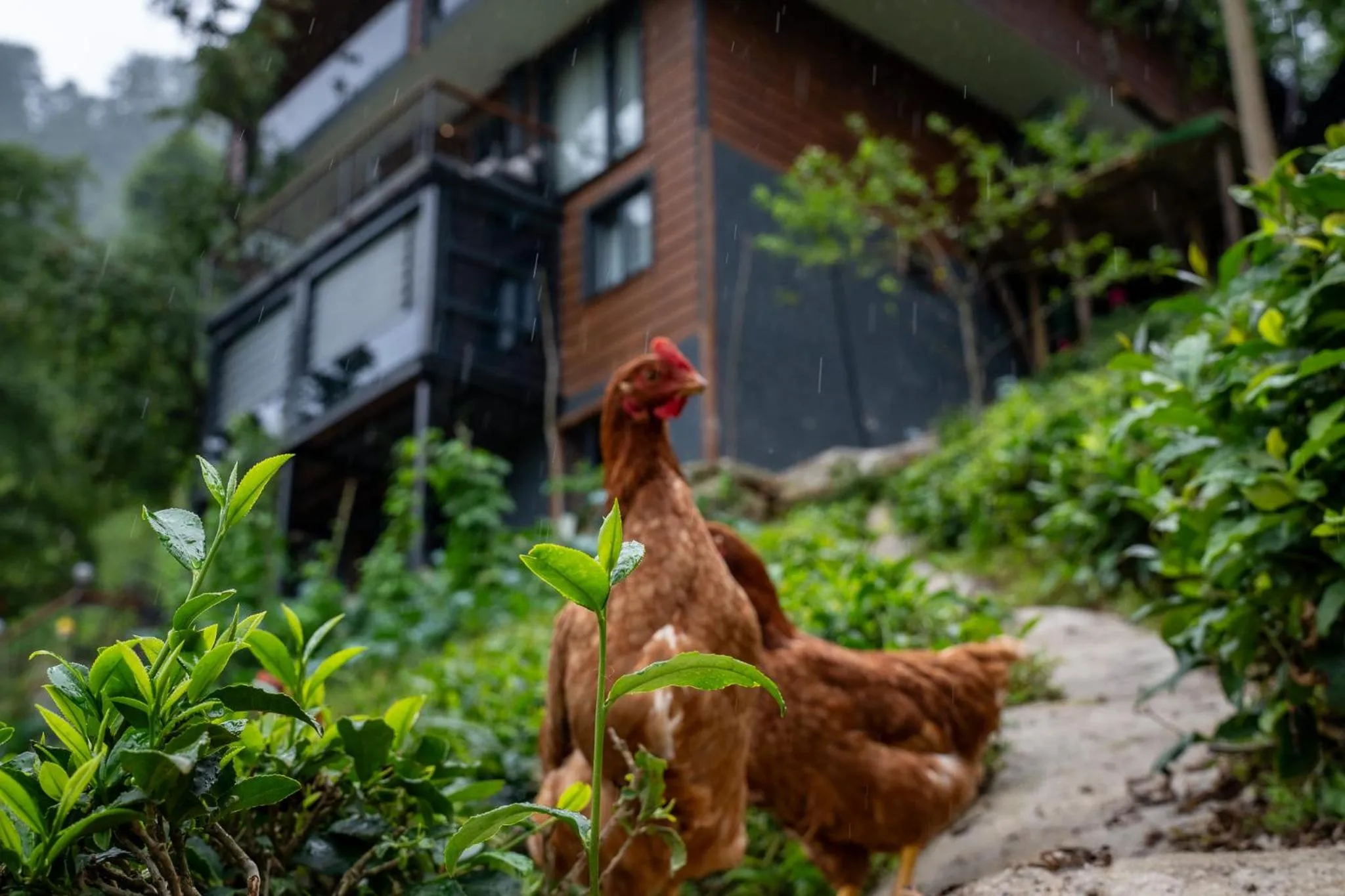 Property building in Mezrasuit Bungalov