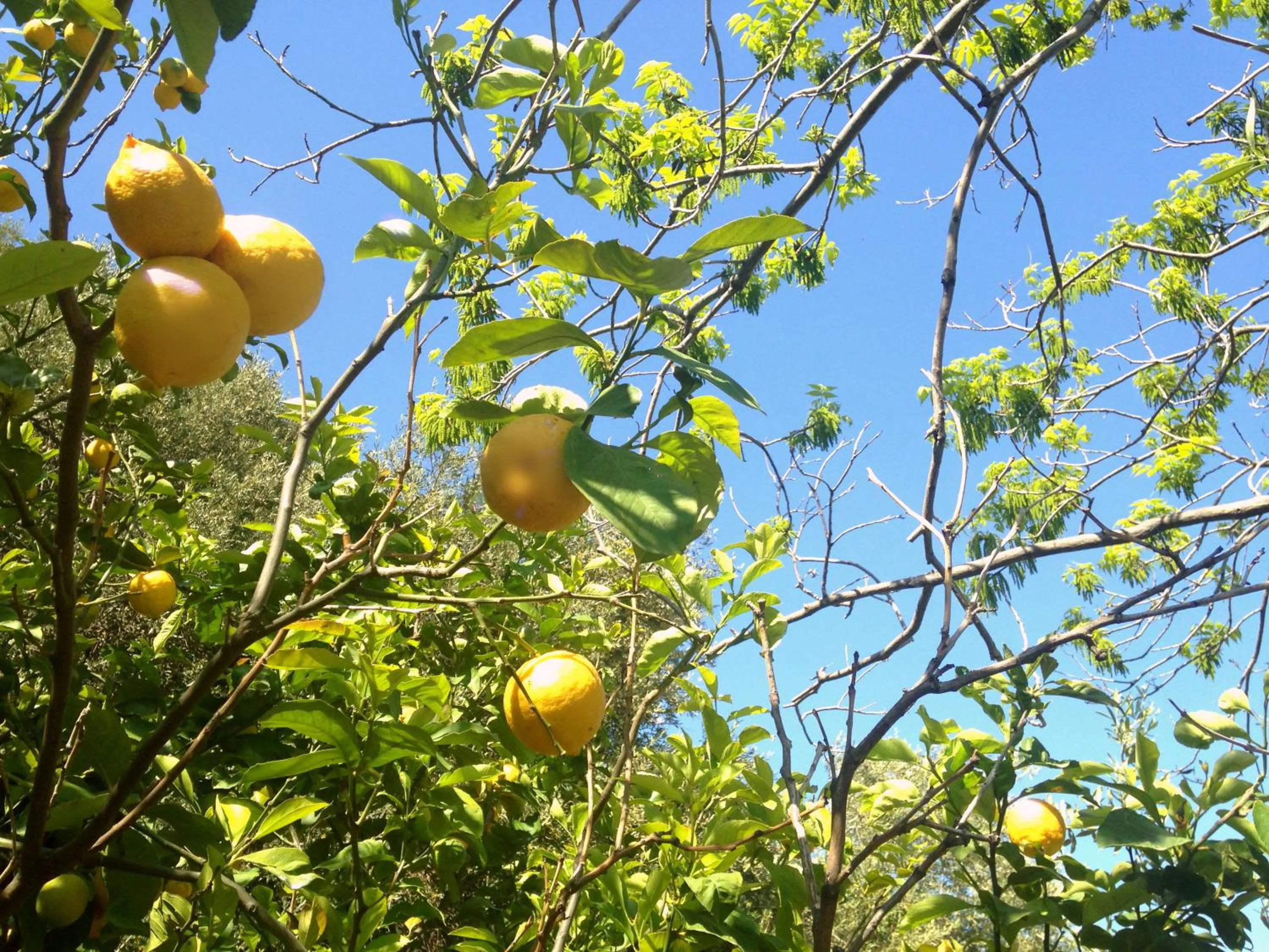 Natural landscape in B&B Villa Vittoria