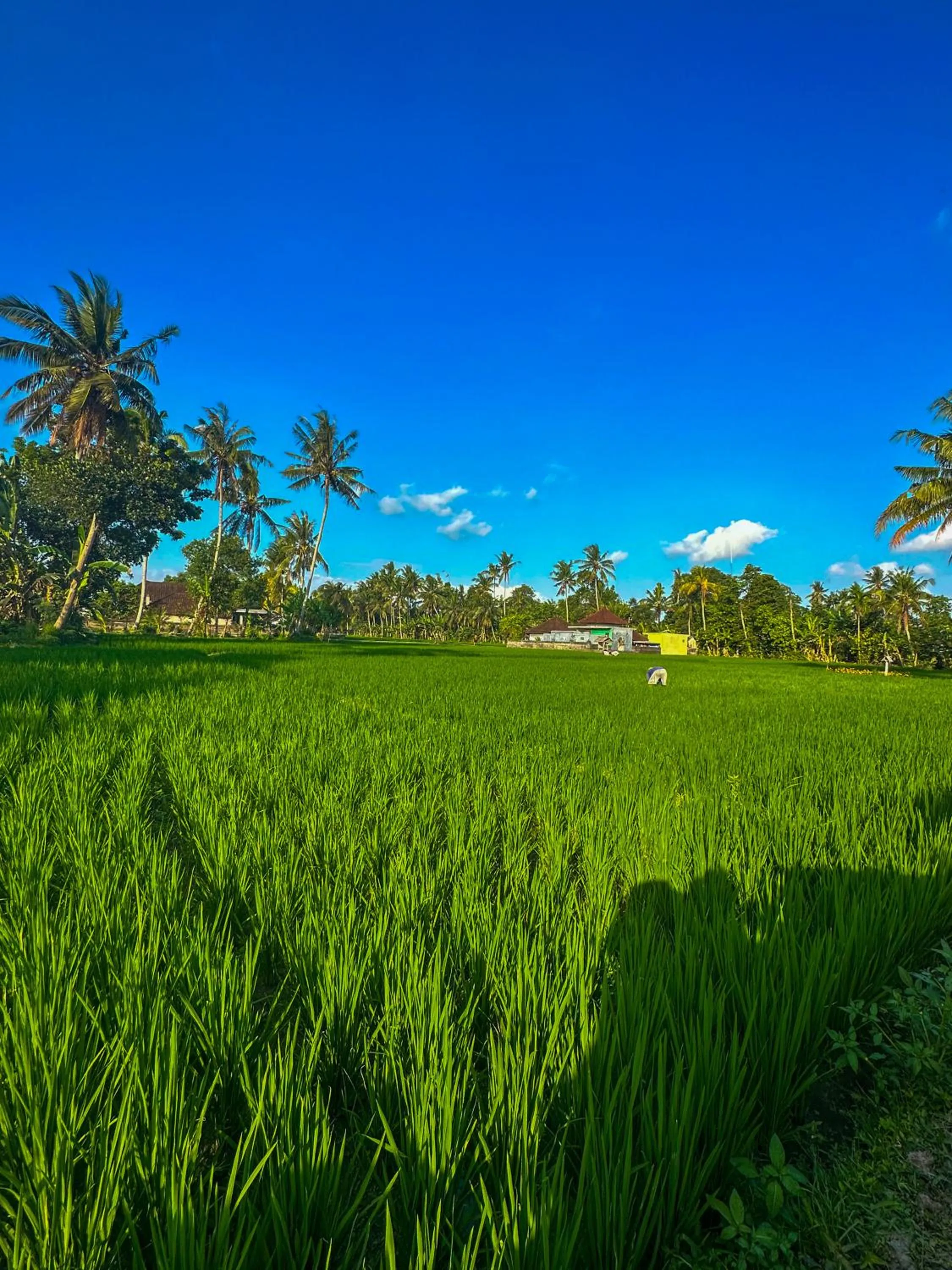 View (from property/room) in Nunu Bali Eco Friendly Retreat