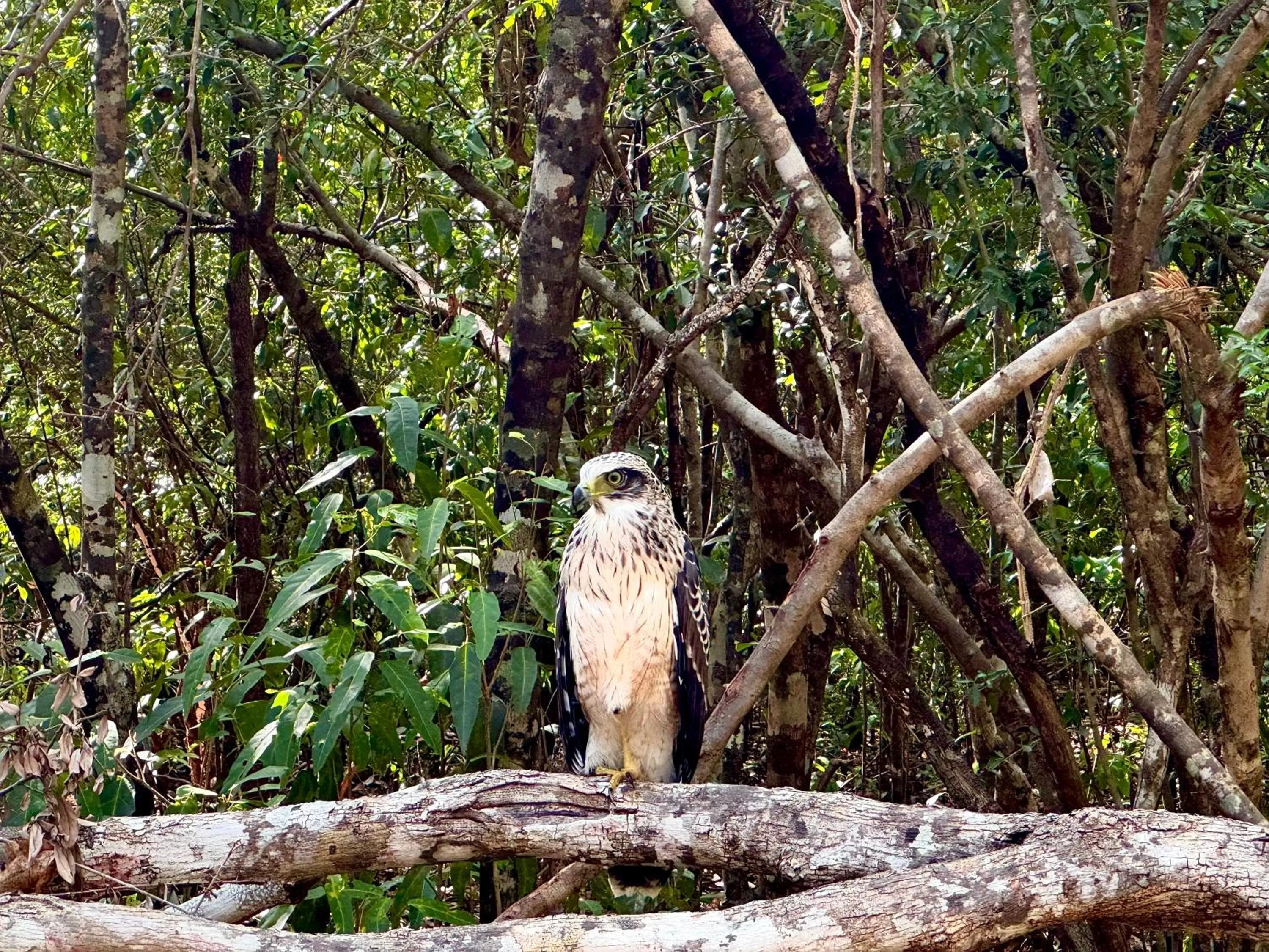 The Cottage Sigiriya