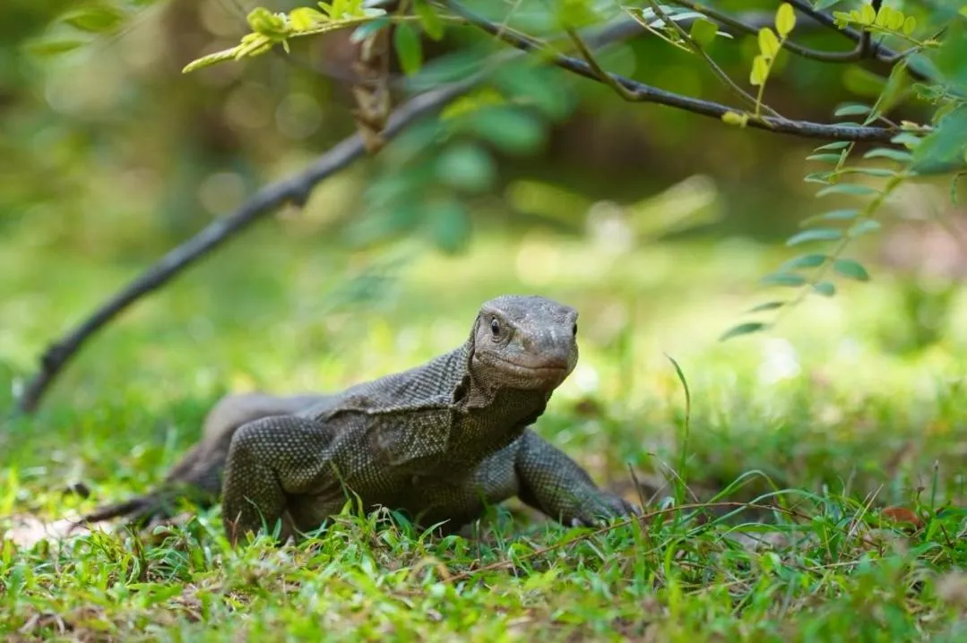 The Cottage Sigiriya