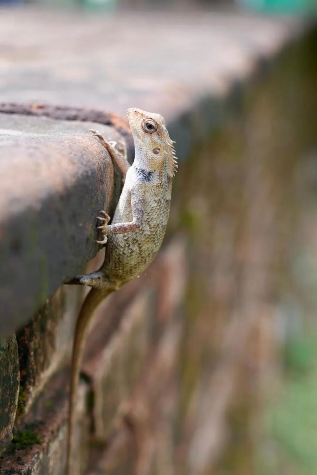 The Cottage Sigiriya