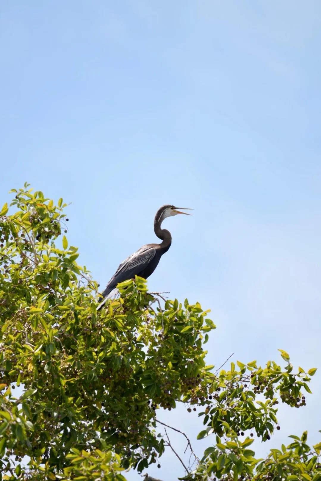 The Cottage Sigiriya