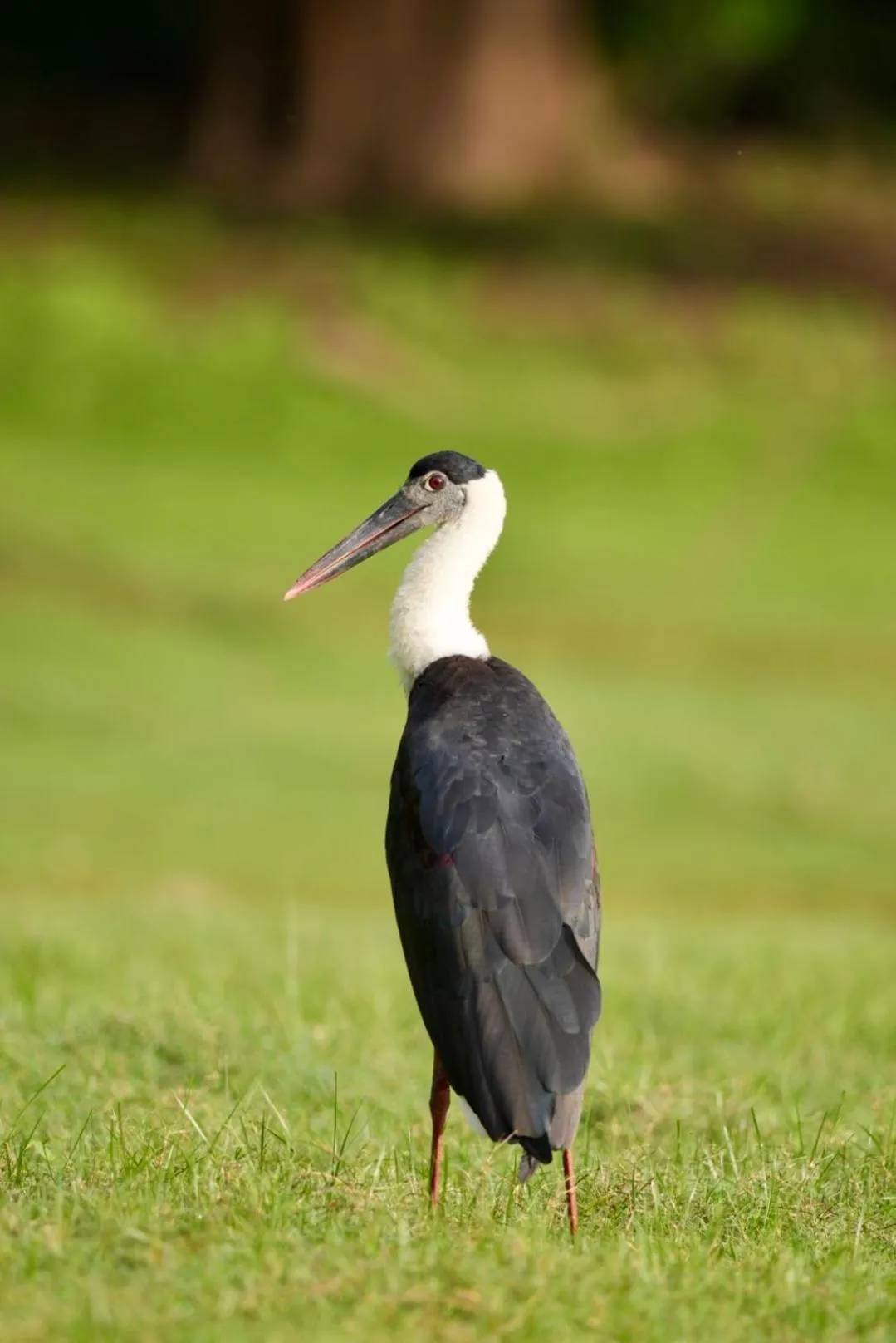 The Cottage Sigiriya