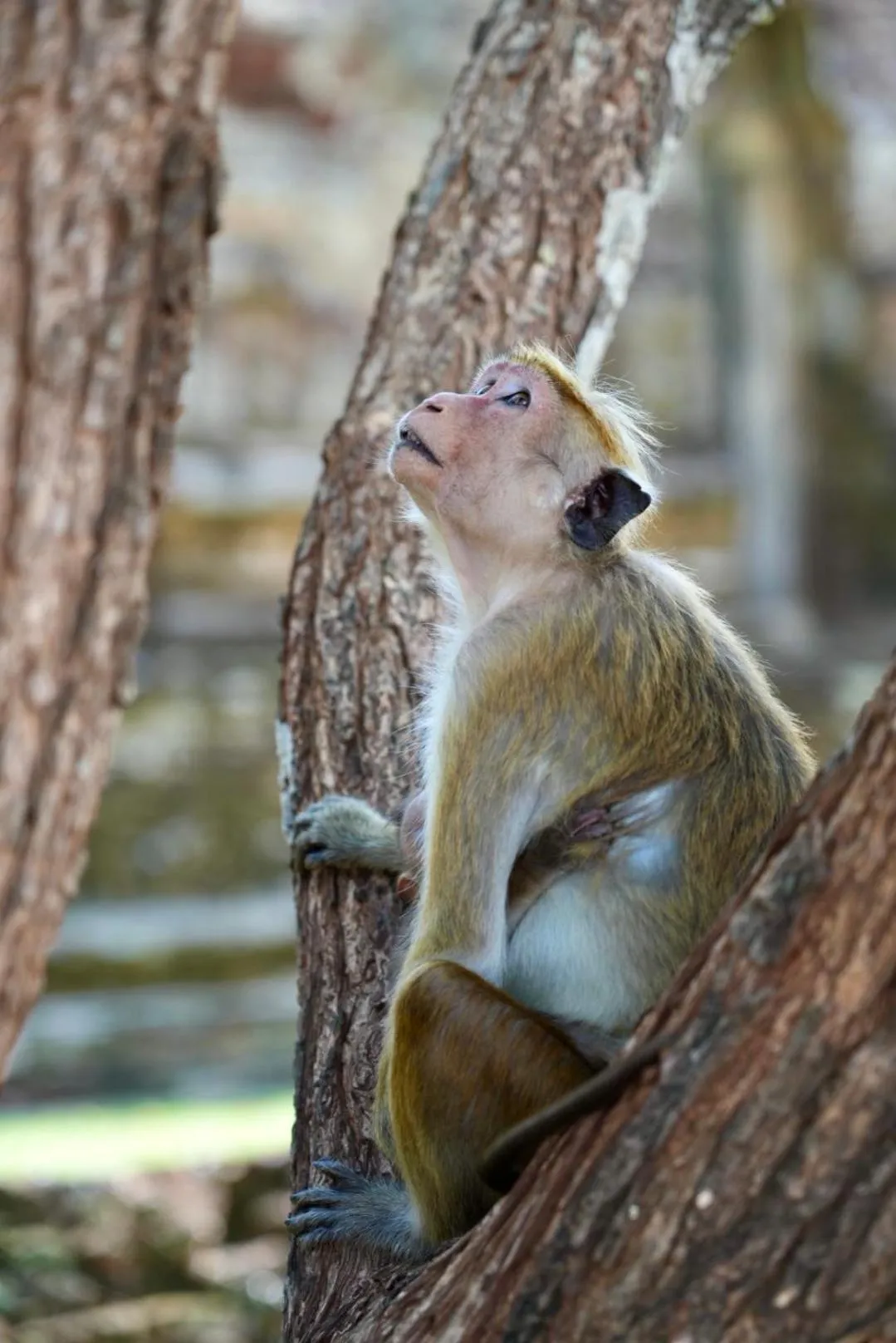 The Cottage Sigiriya