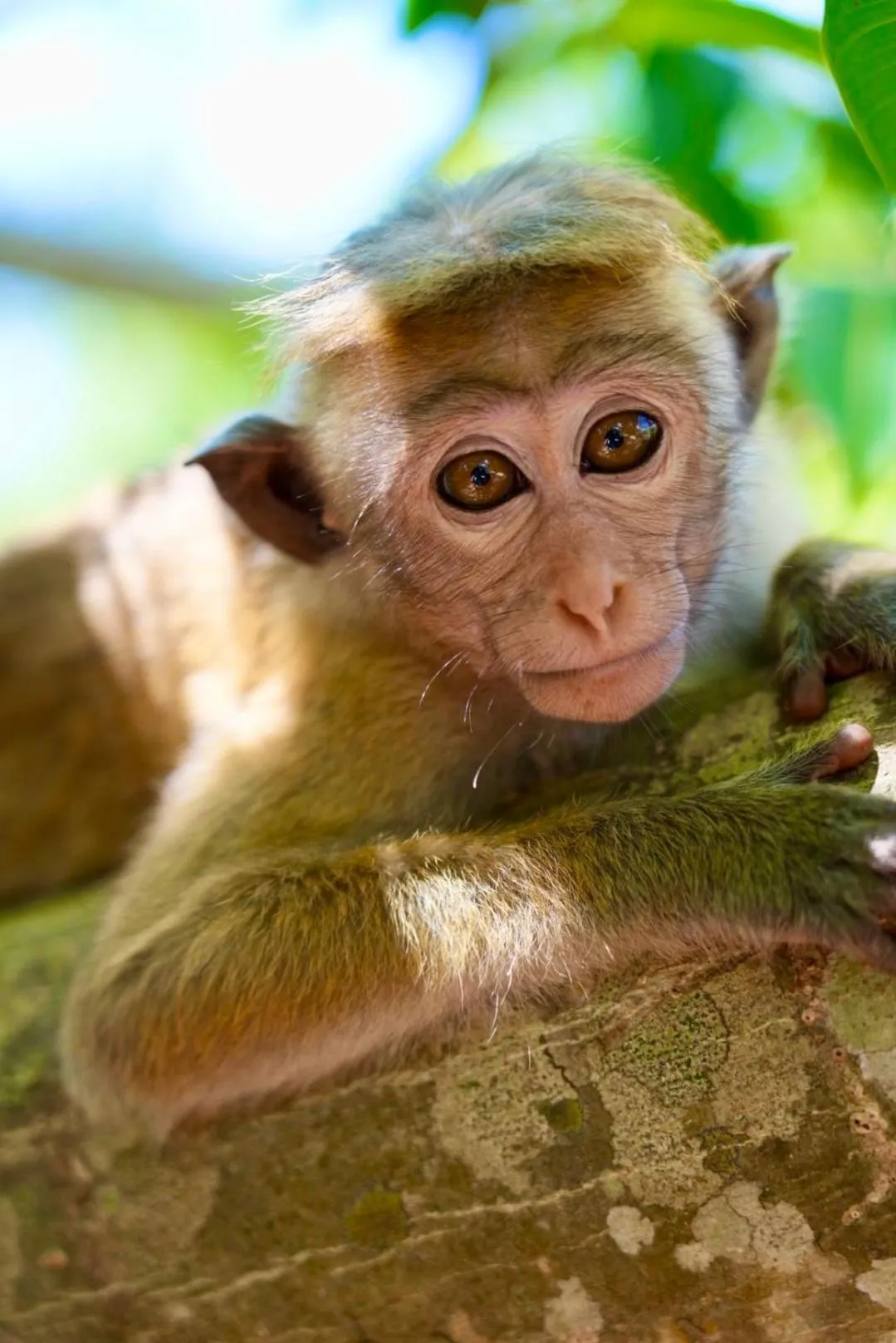 The Cottage Sigiriya