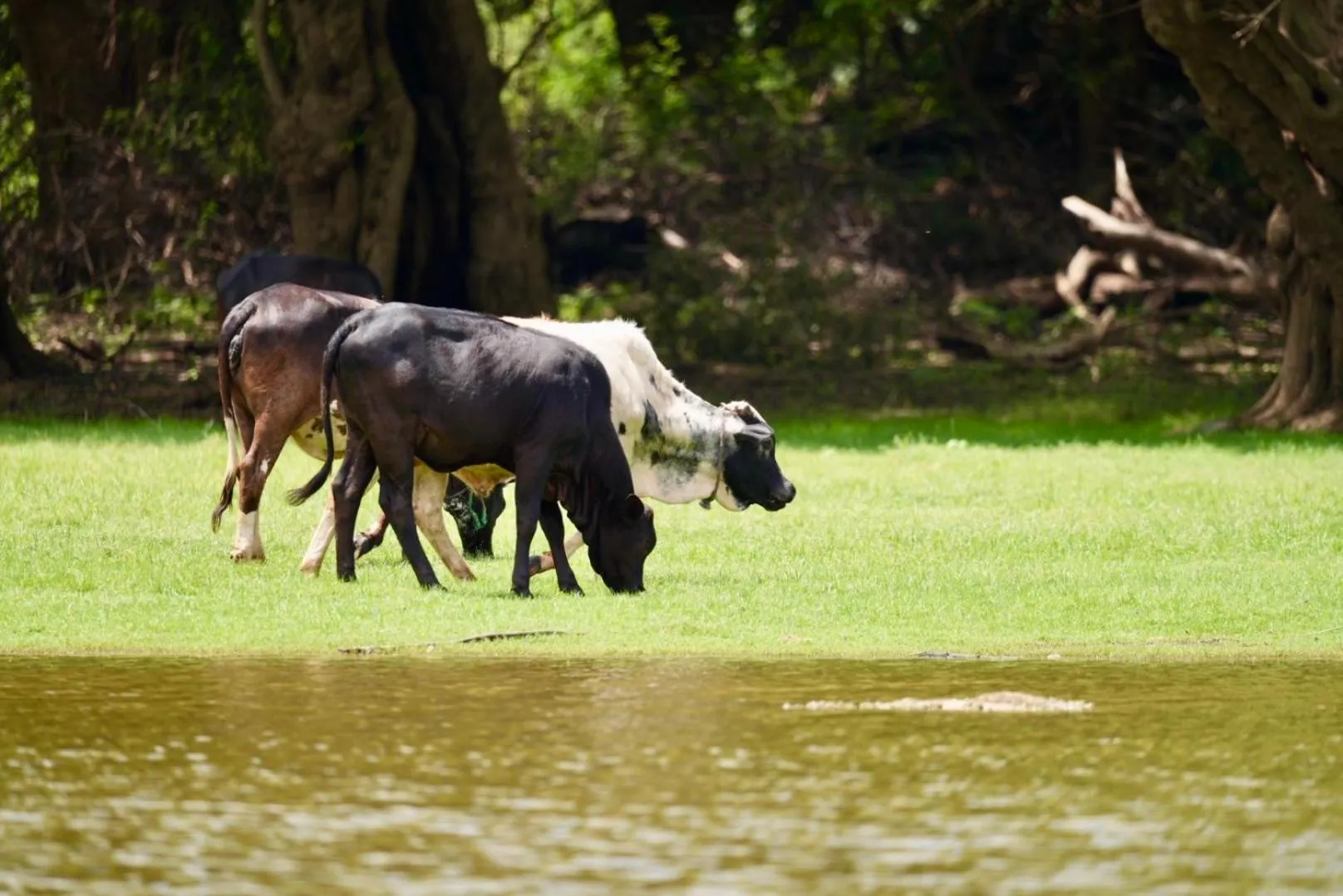 The Cottage Sigiriya