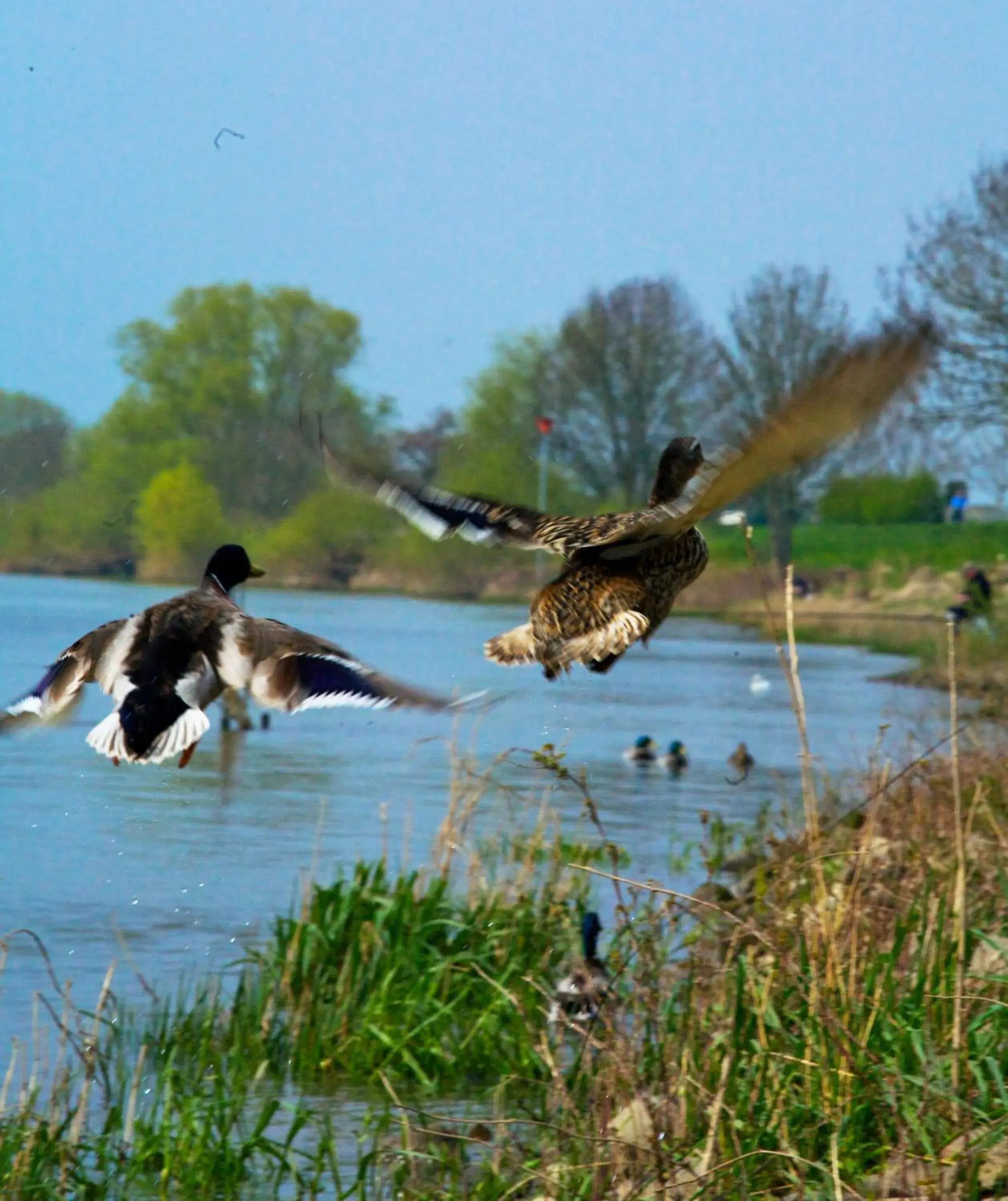 Animals in Fletcher Hotel Restaurant Rooland Animals in Fletcher Hotel Restaurant Rooland
