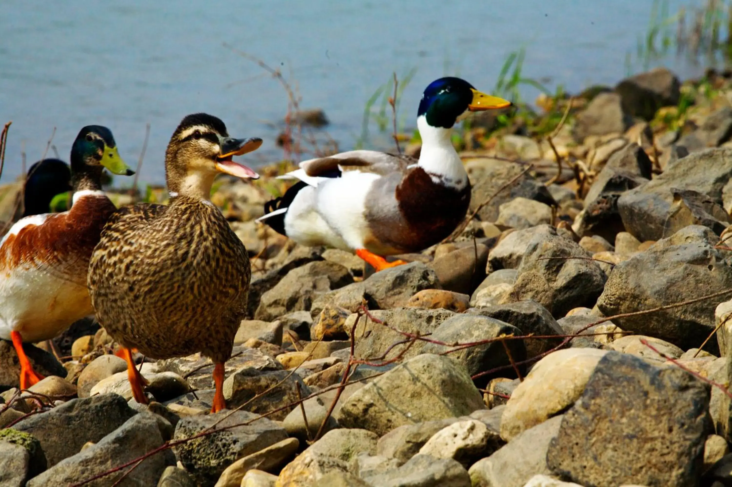 Animals in Fletcher Hotel Restaurant Rooland Animals in Fletcher Hotel Restaurant Rooland