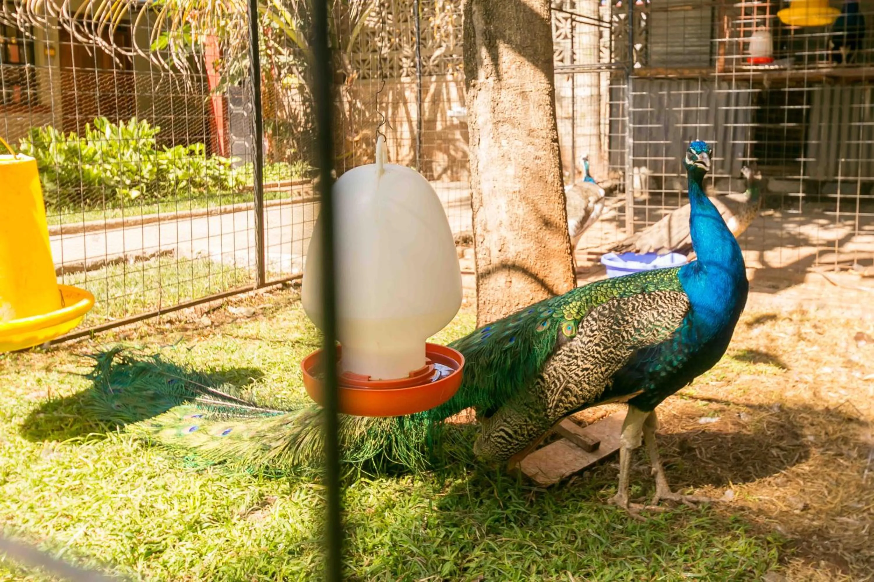Animals in Fahari Gardens Hotel