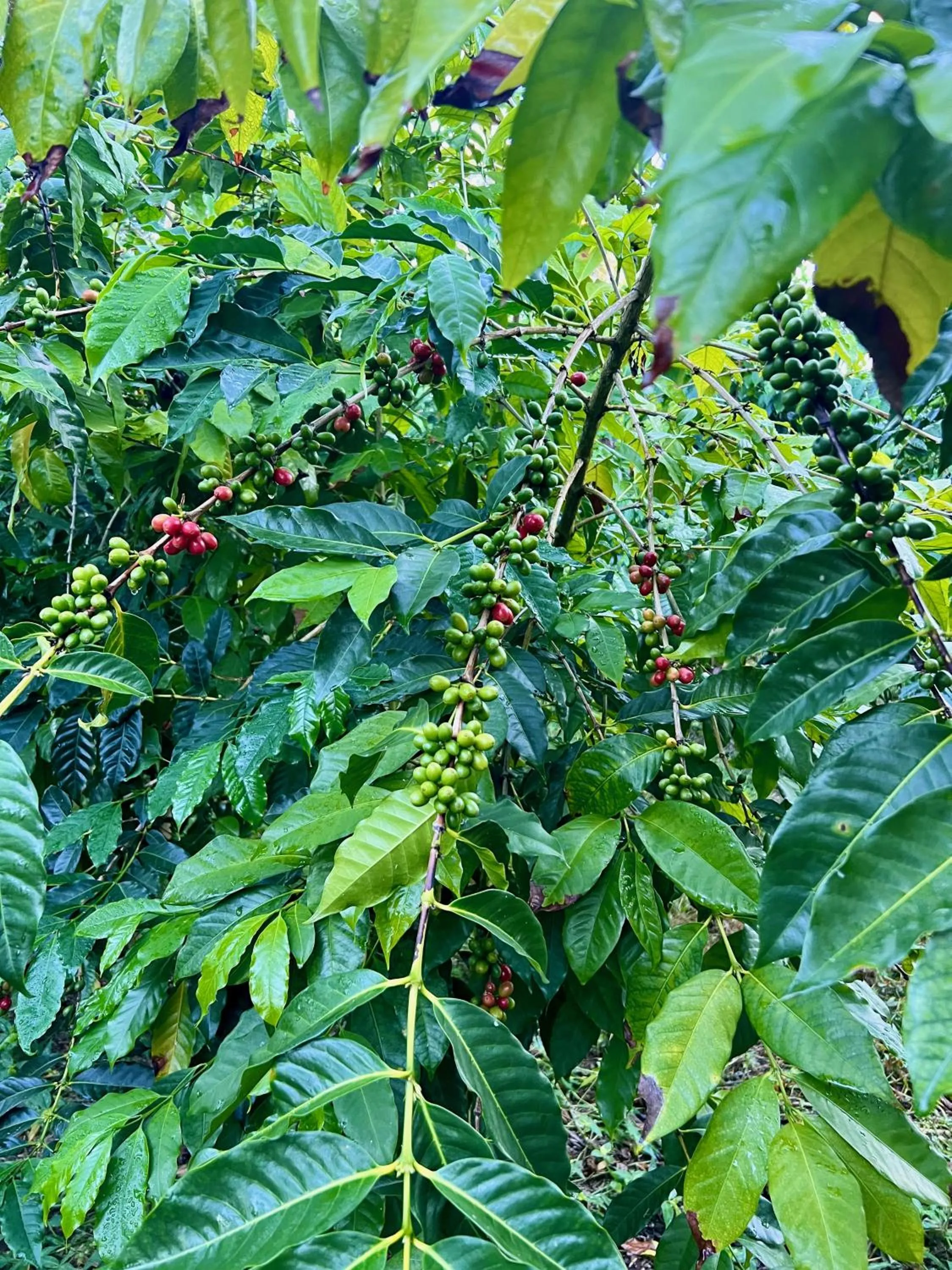 Activities in Mango Sunset Bed and Breakfast