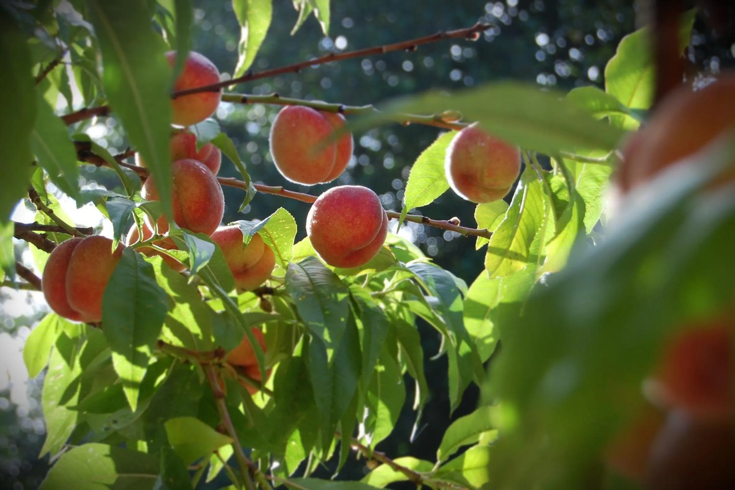 Garden in The Grove Cromer