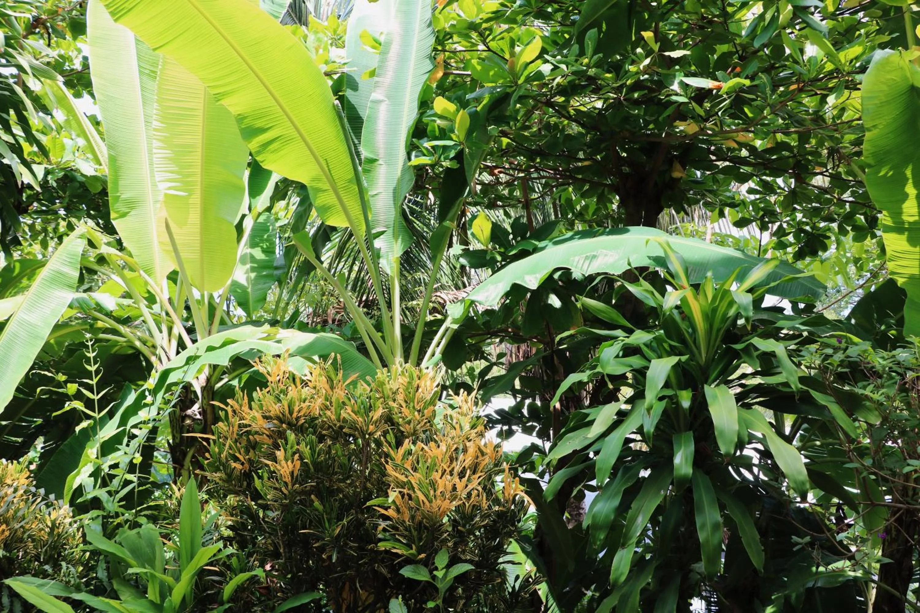 Garden in Akwa Santa Teresa