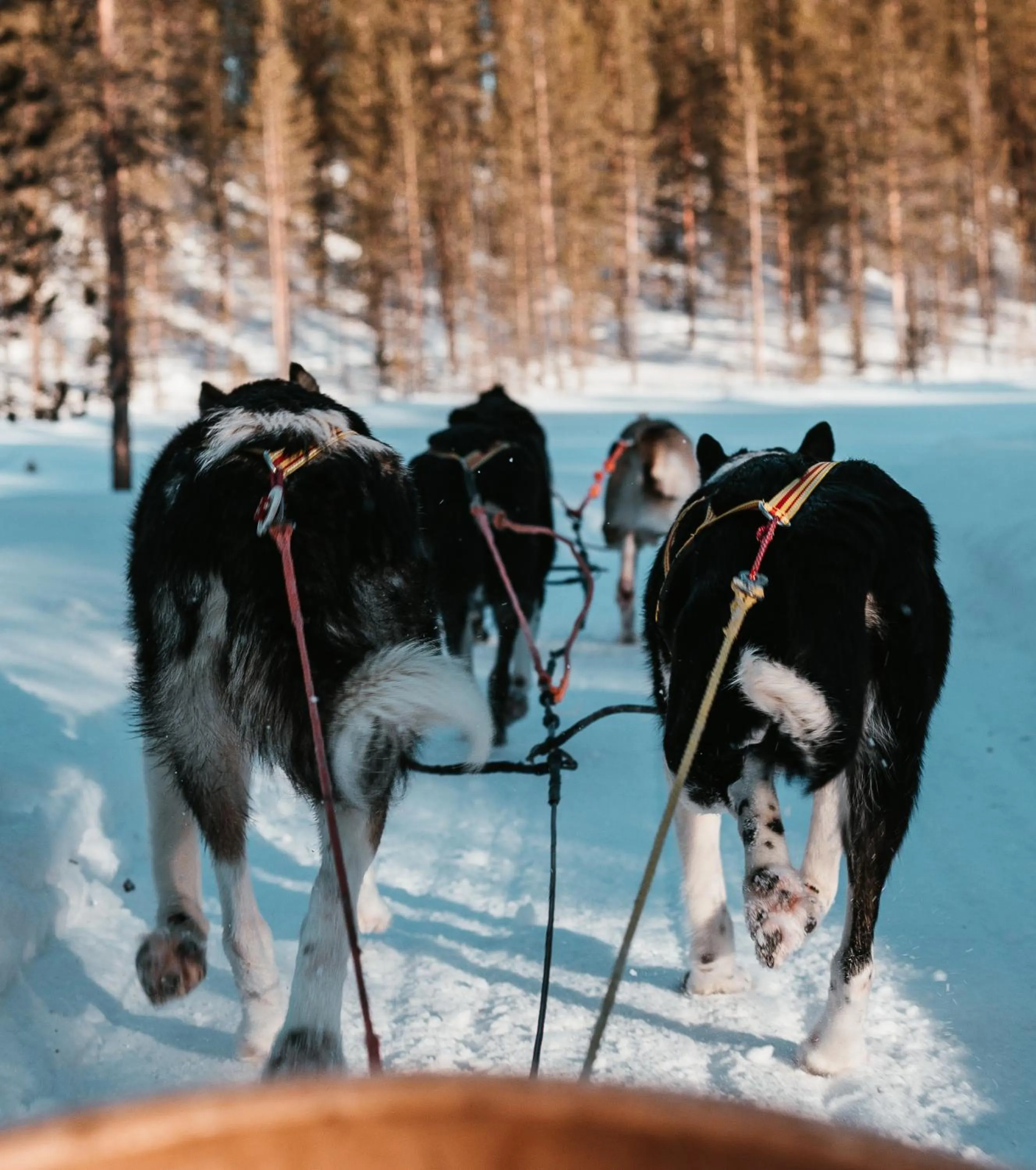 Activities in Highland Lodge Fjellandsby