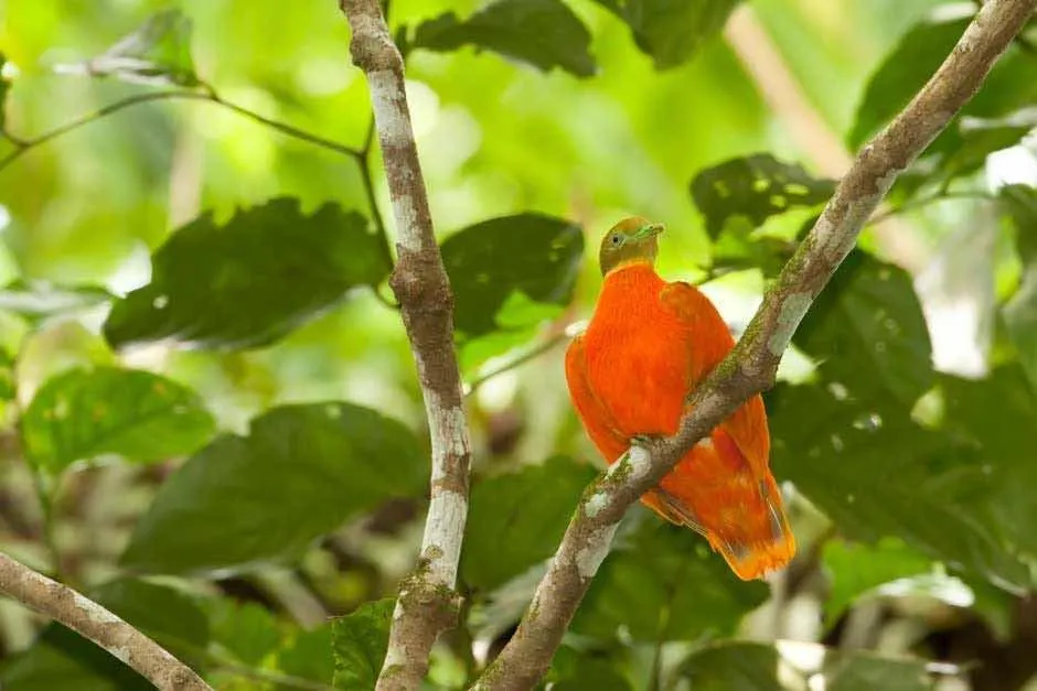Hiking in Taveuni Palms Resort