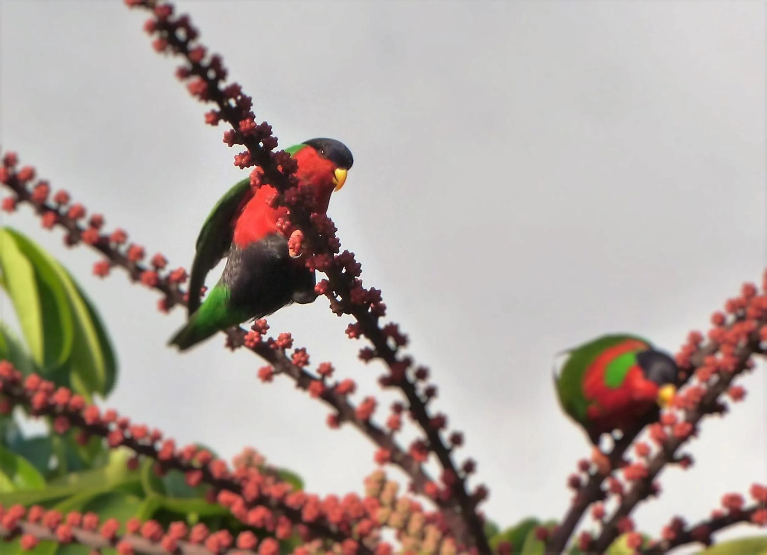 Garden in Taveuni Palms Resort