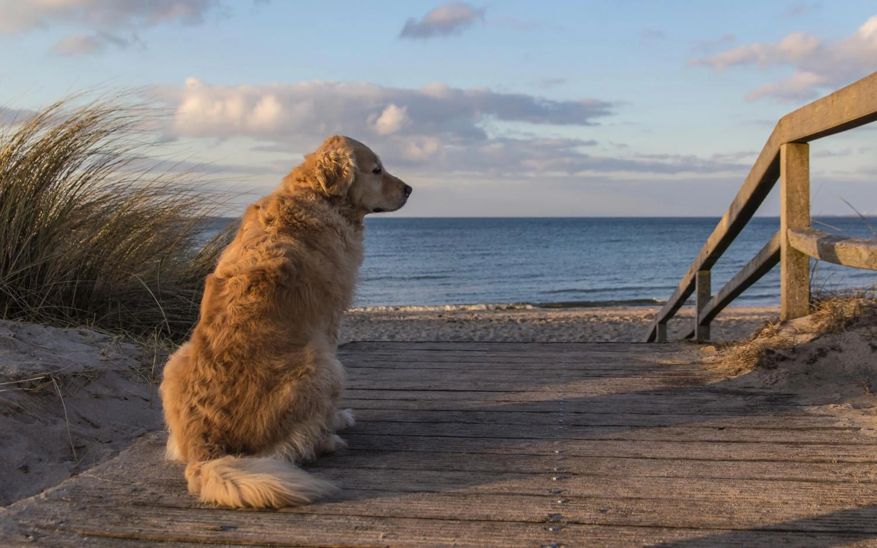 Animals in Carat Apartments Grömitz