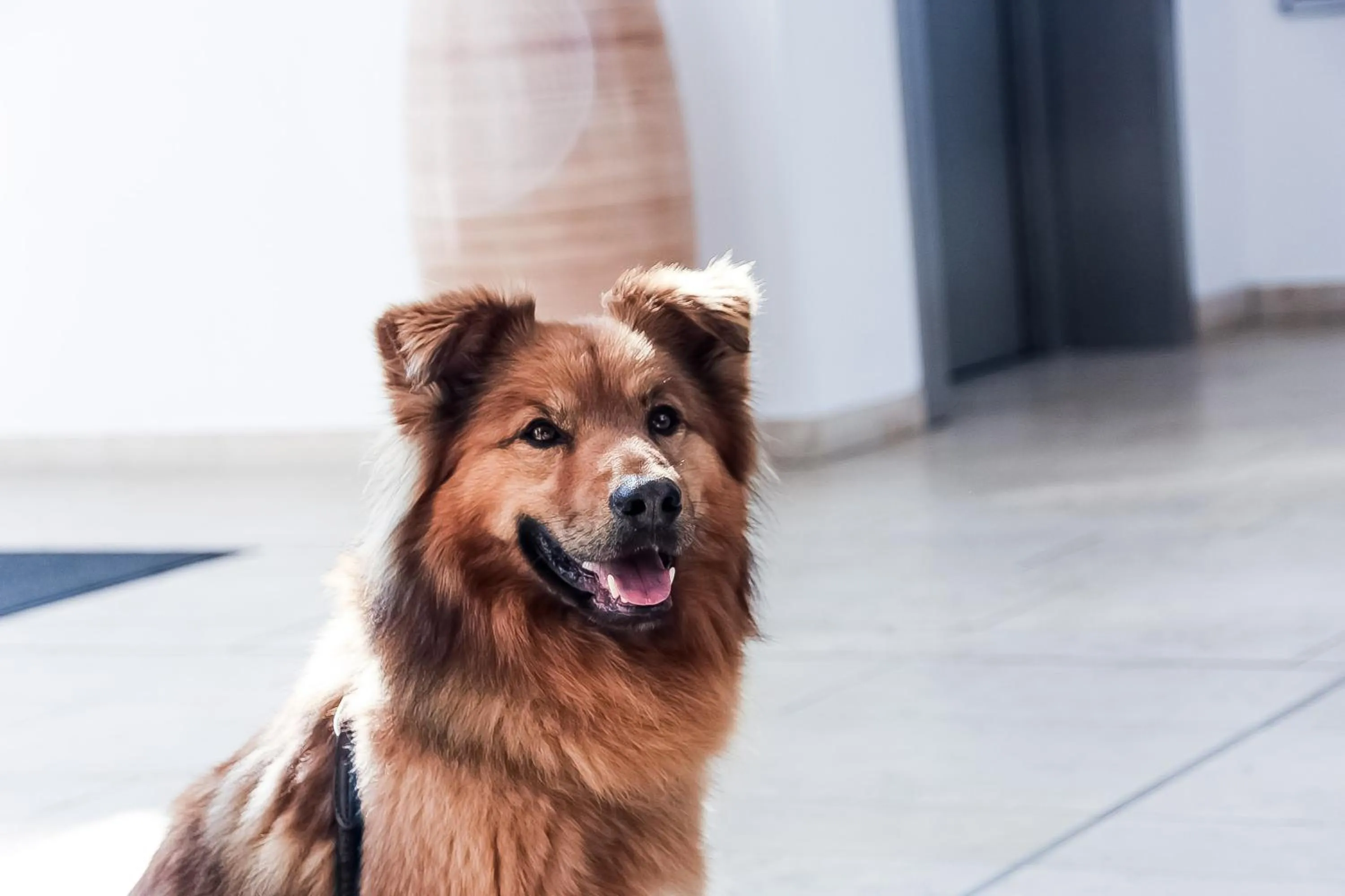 Pets in Carat Apartments Grömitz