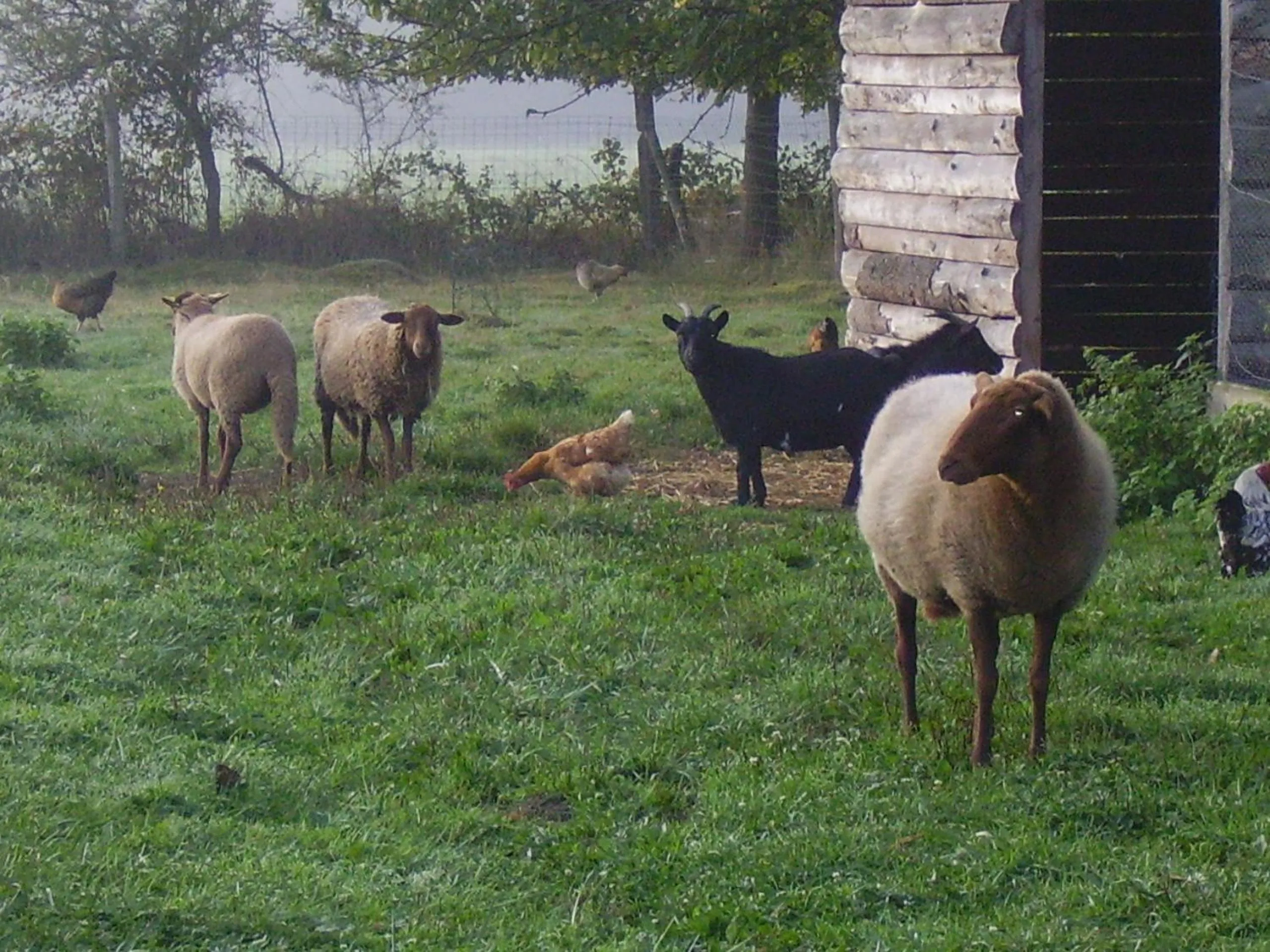 Animals in Au Grand Pré