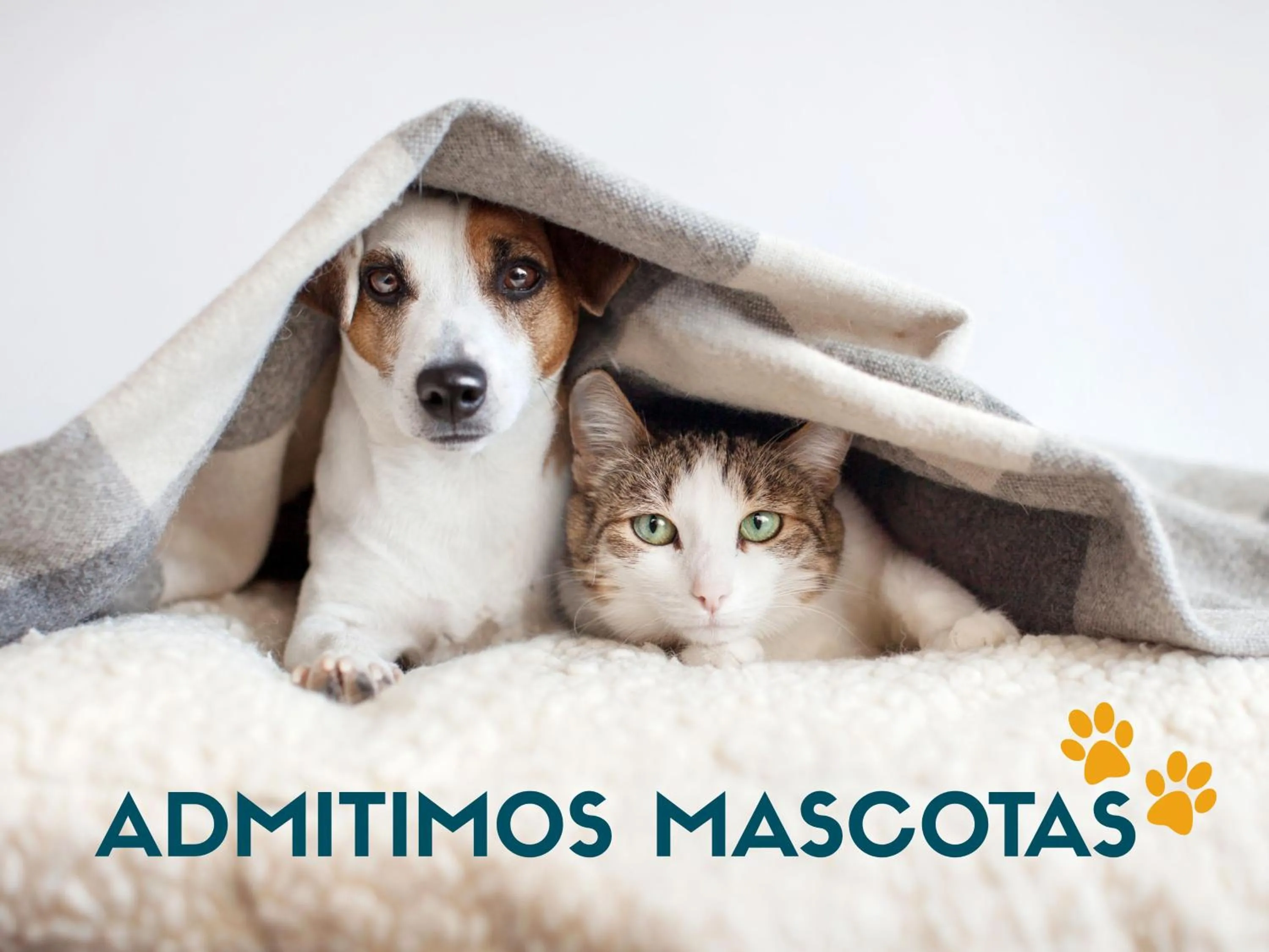 Pets in Apartamentos Bonaire 3000
