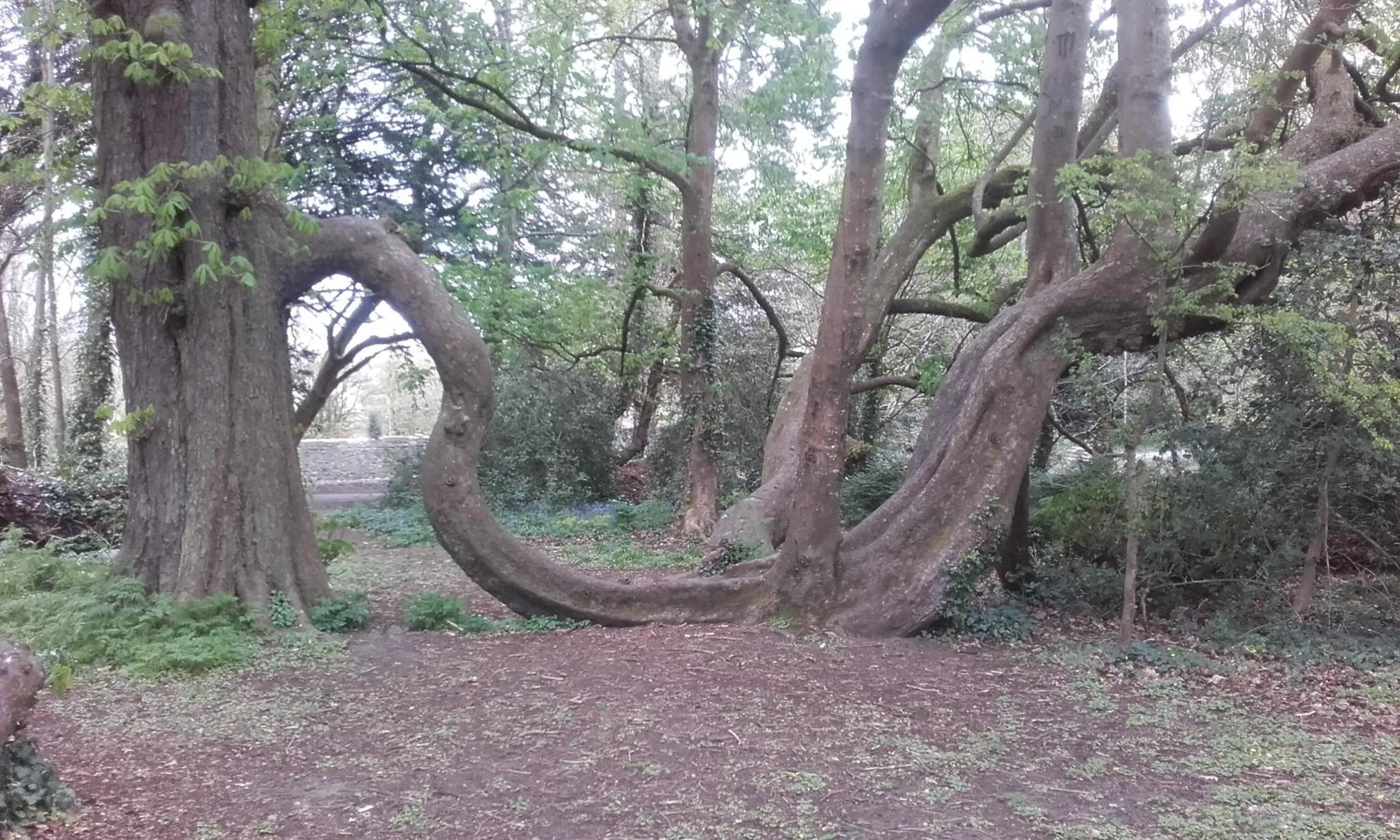 Garden in Twin Oaks Bed & Breakfast