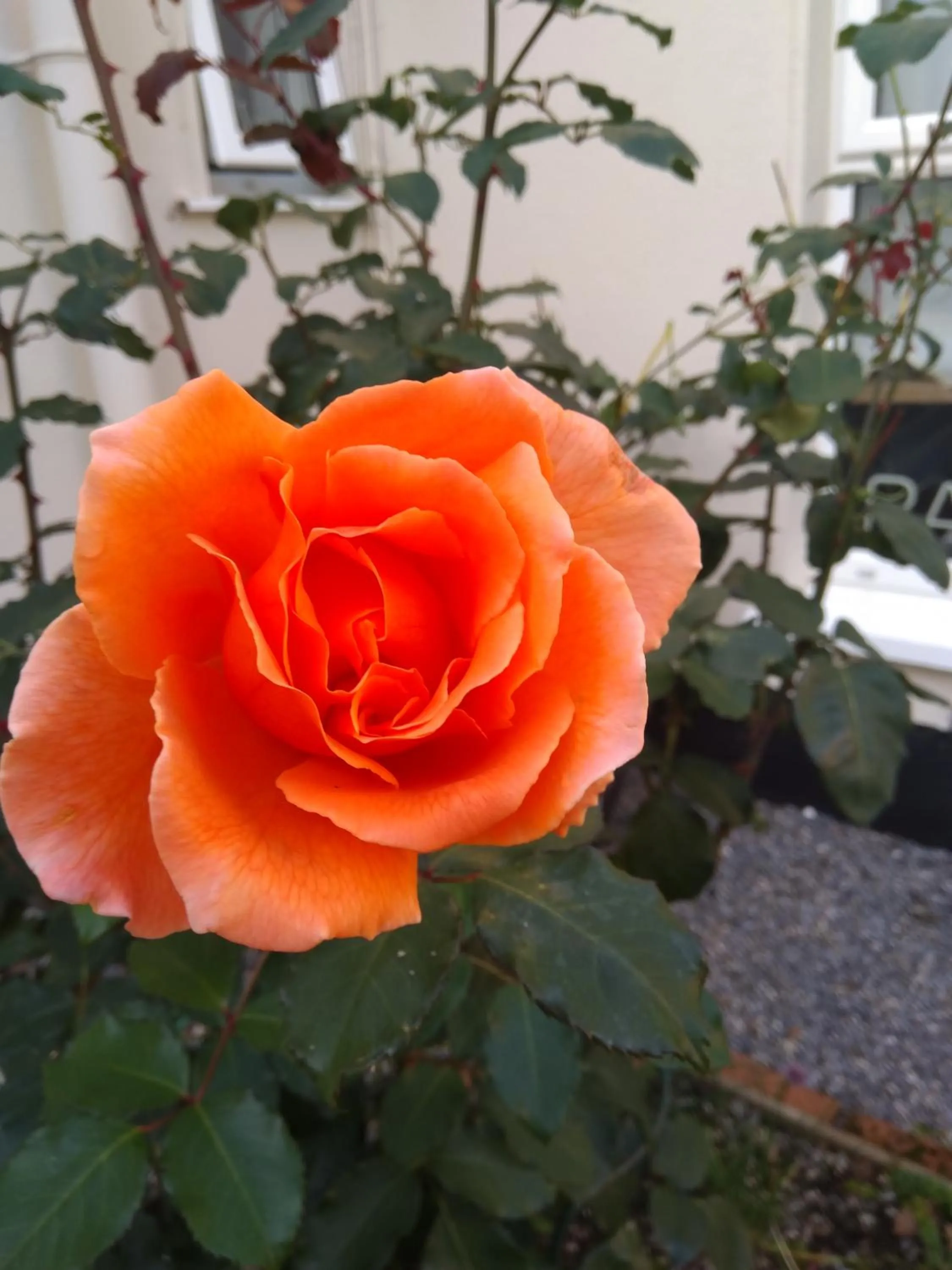 Garden in Twin Oaks Bed & Breakfast