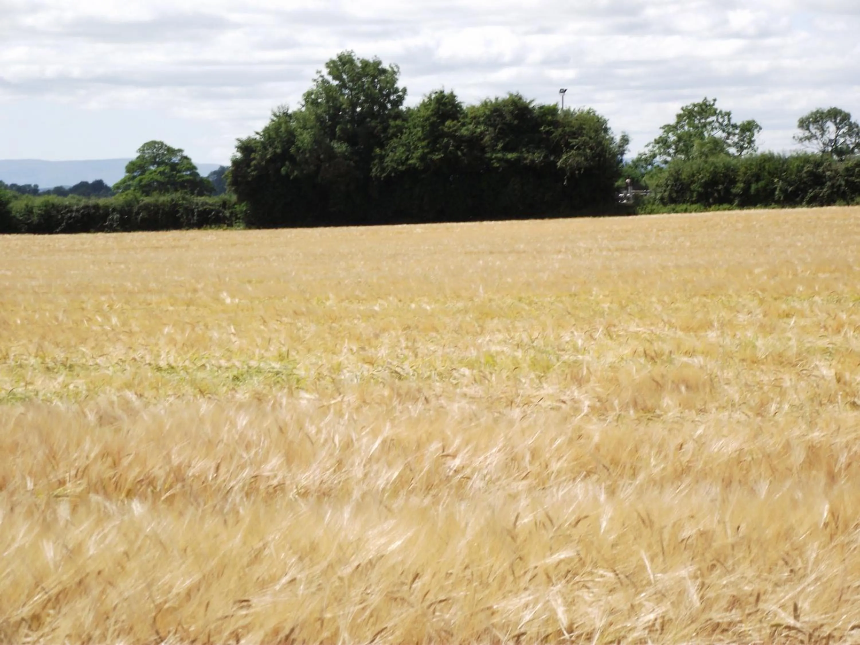 Summer in Twin Oaks Bed & Breakfast