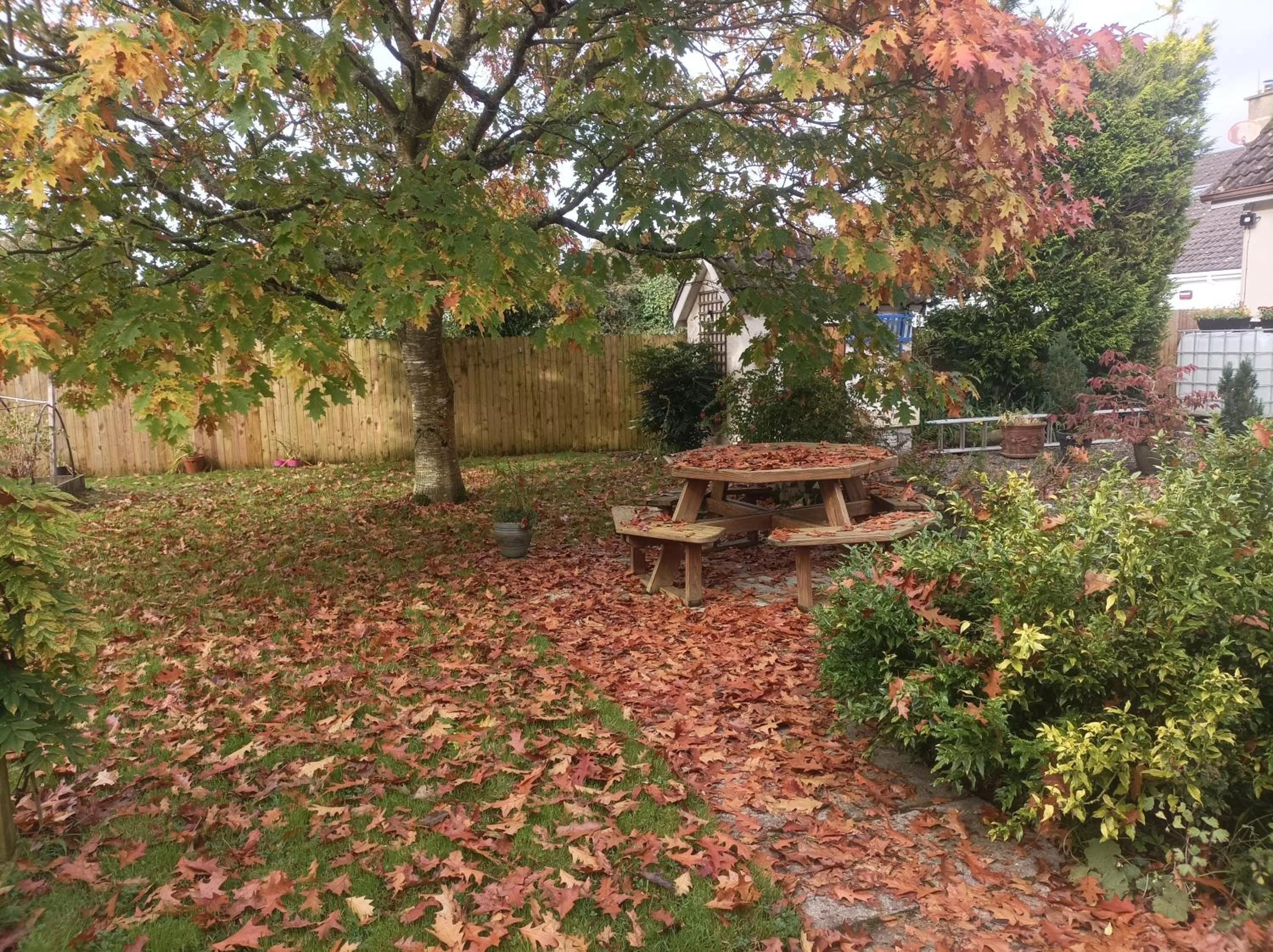 Autumn in Twin Oaks Bed & Breakfast