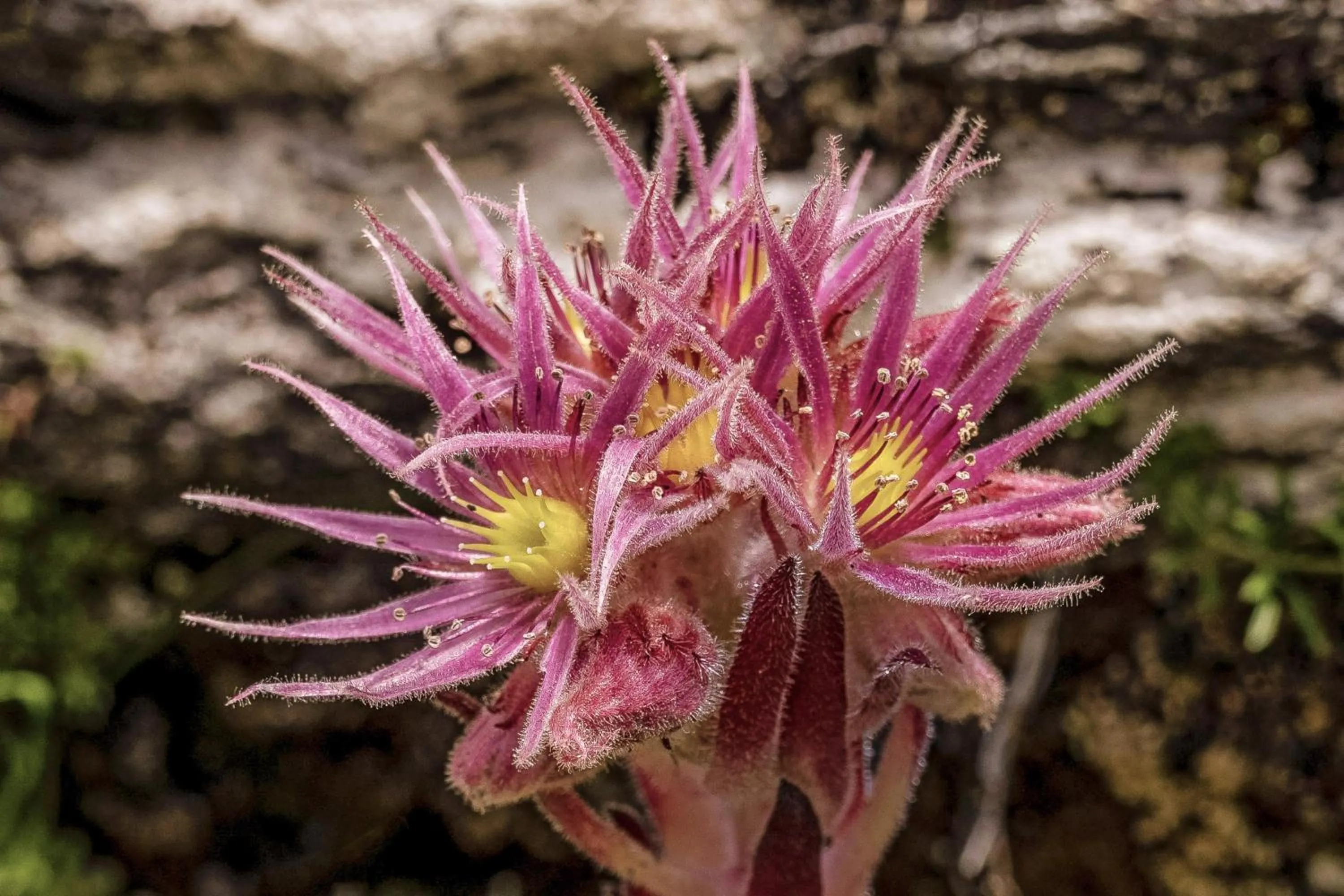 Summer in Alpin Residenz Dachsteinperle