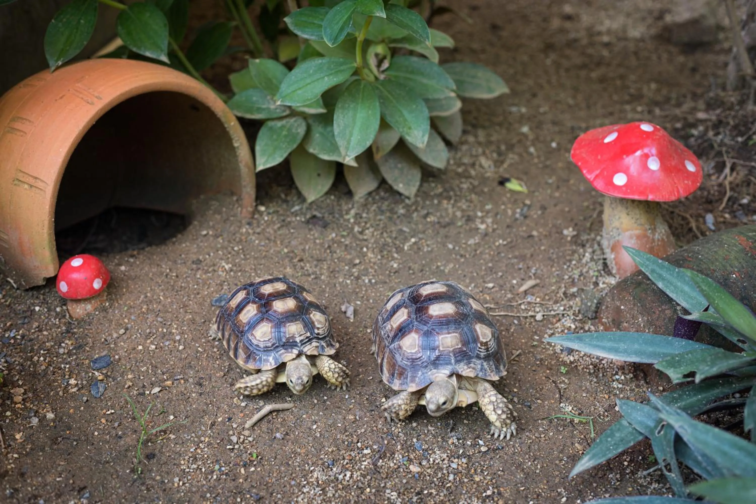 Animals in Blue Palm Kata Resort