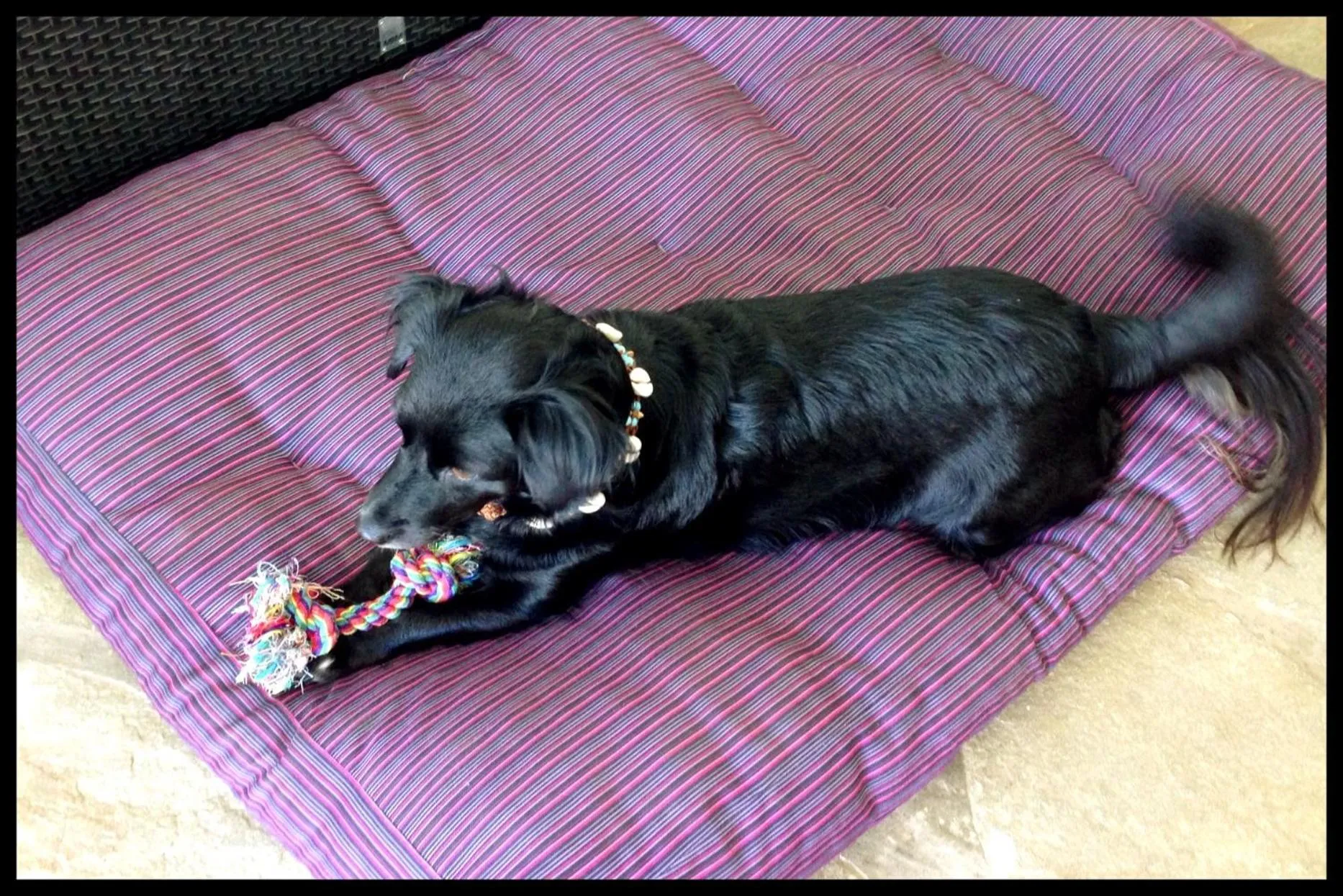 Pets in Casa Veintiuno