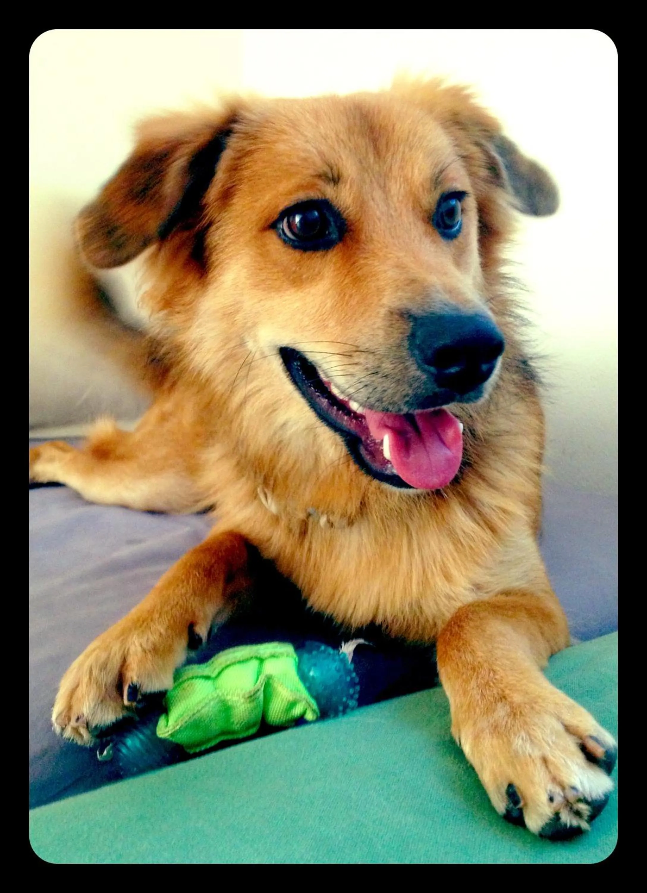 Pets in Casa Veintiuno