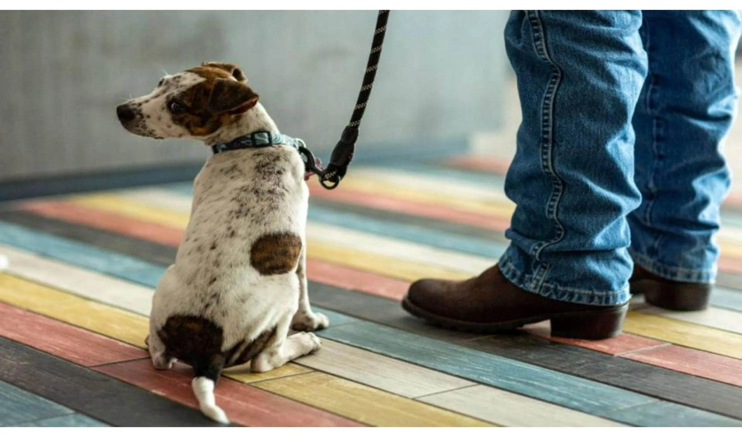 pet friendly in Studio 6 San Angelo, Tx