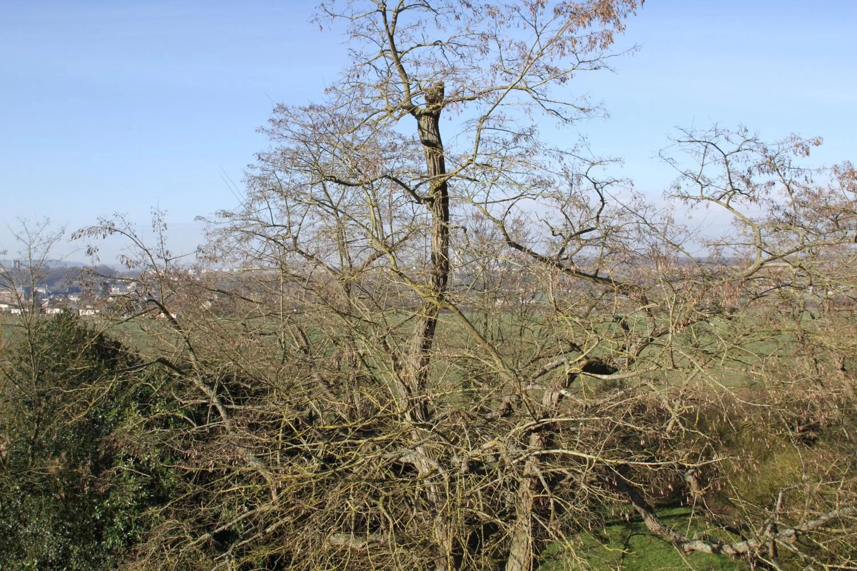Garden in Château de la Folie
