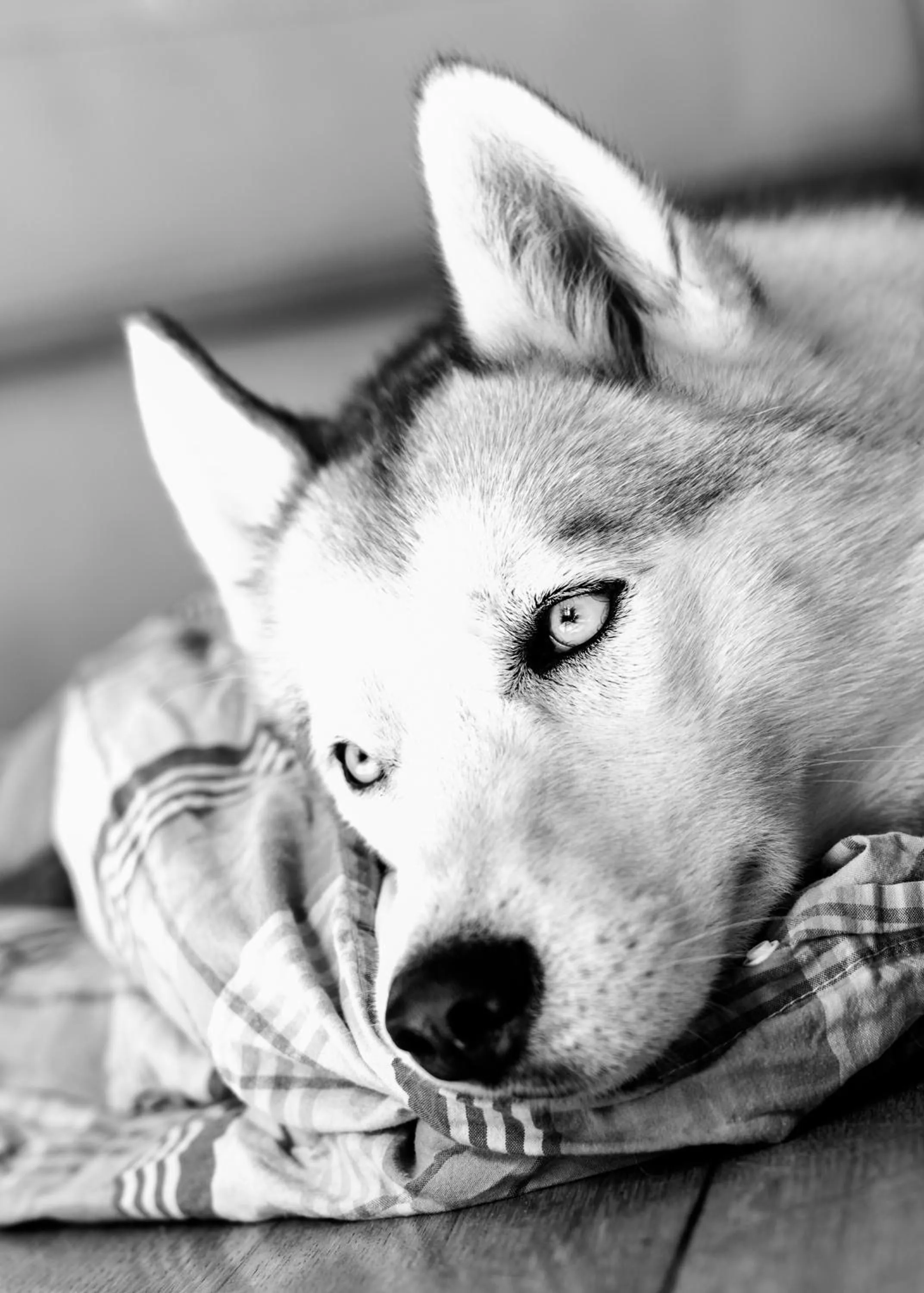 Pets in Château de la Folie