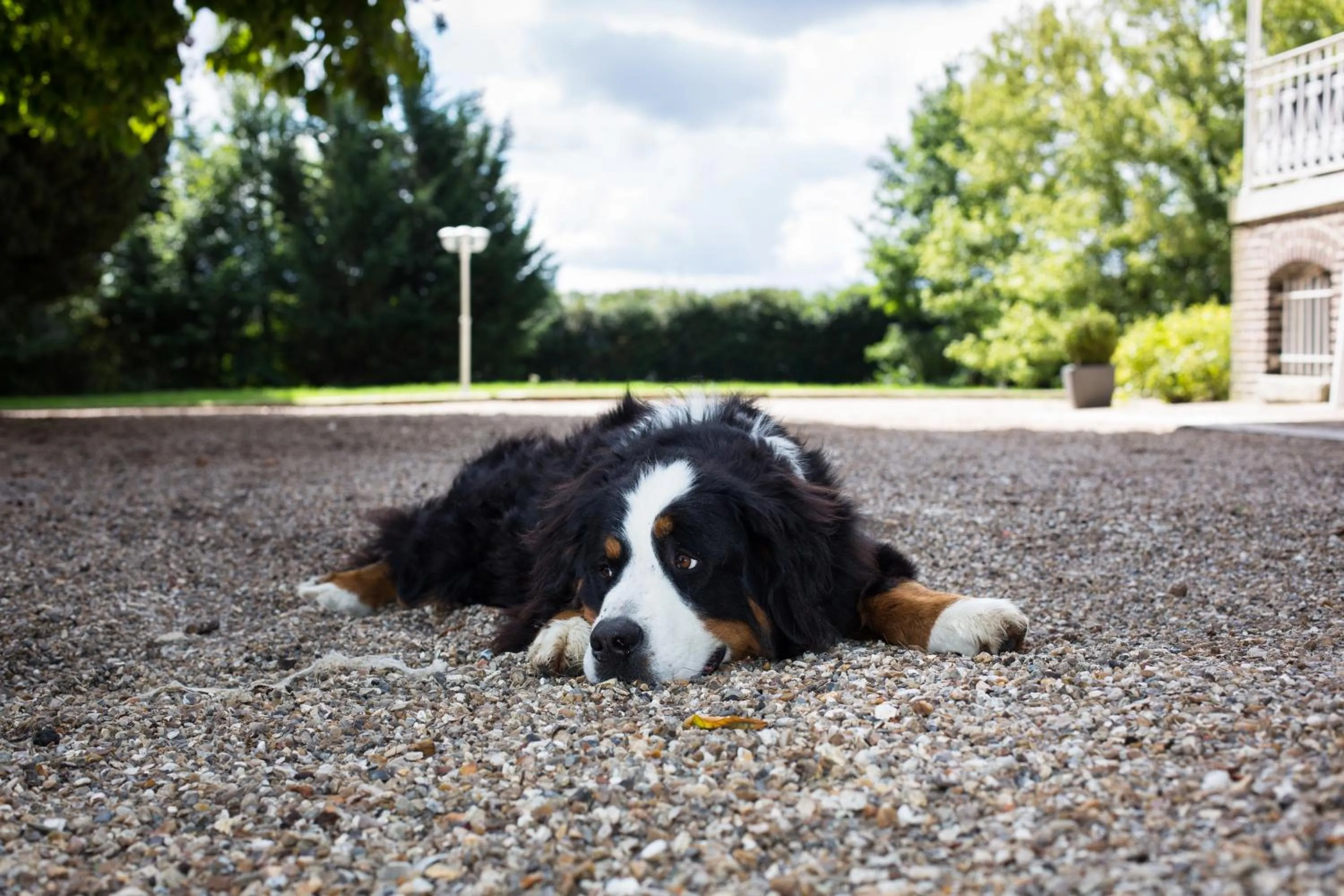 Pets in Château de la Folie