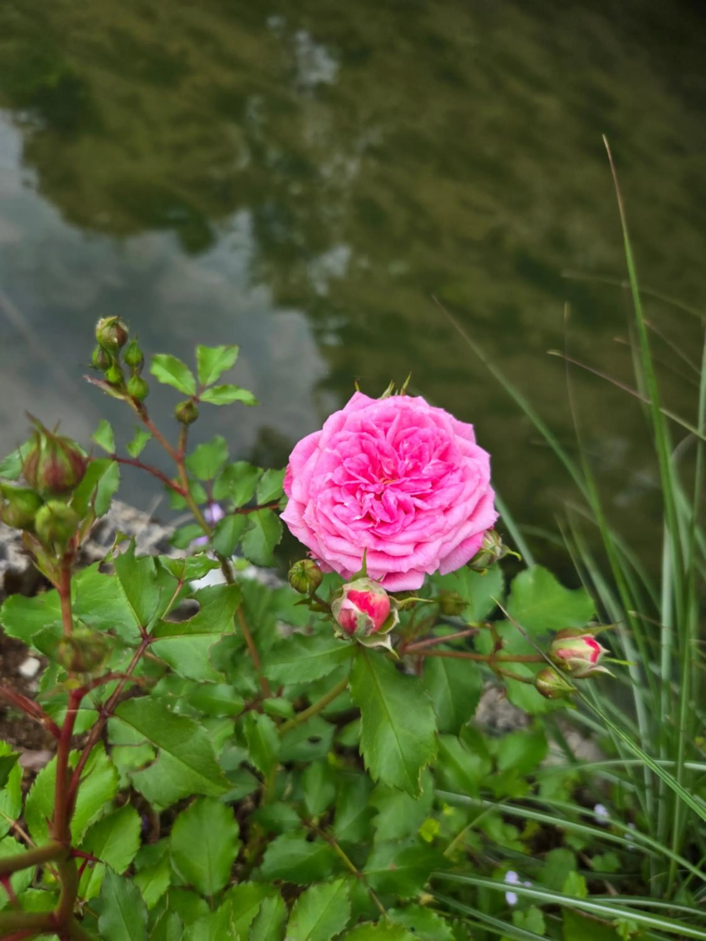 View (from property/room) in L'orée des 3 Rivières