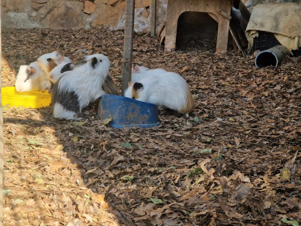Emahlathini Guest Farm