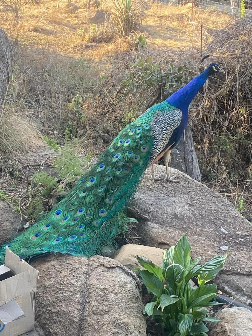 Emahlathini Guest Farm